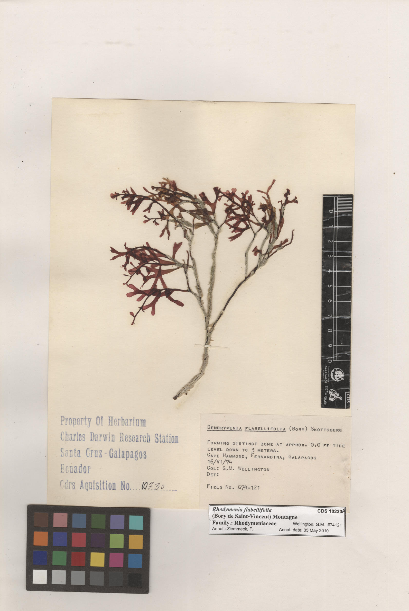  Rhodymenia flabellifolia , CDS specimen herbarium. Photo: Bravo, L..