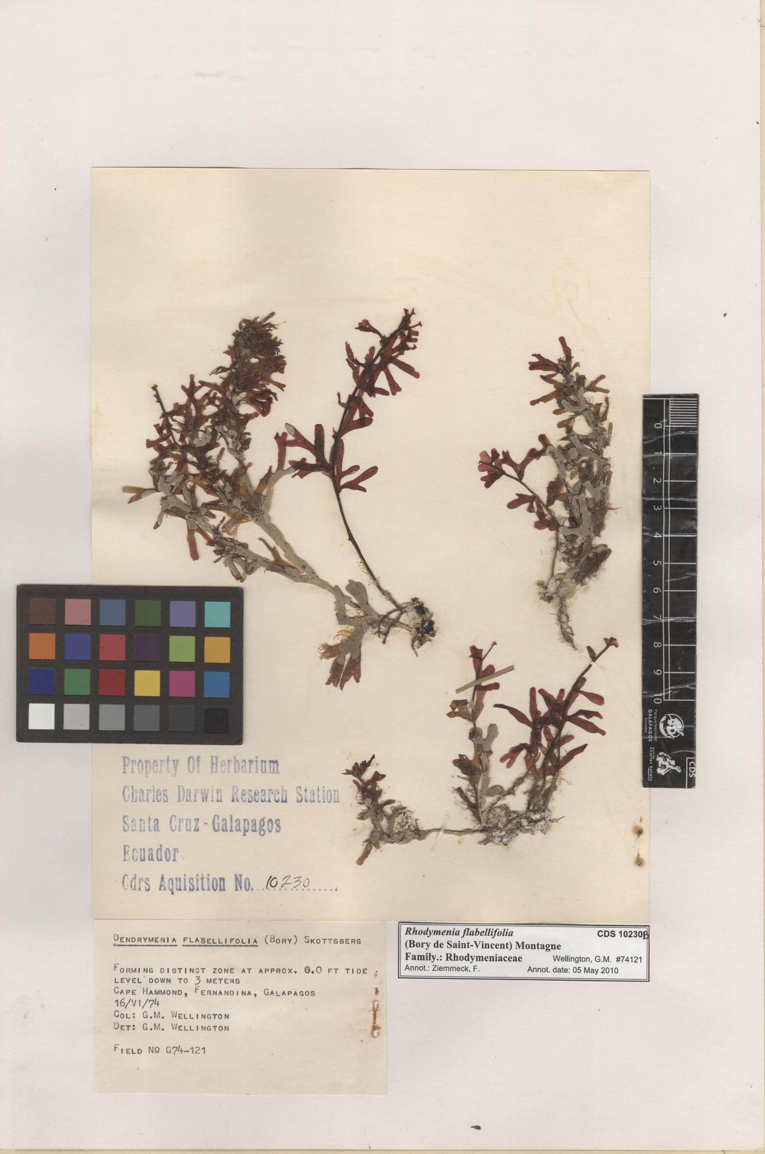  Rhodymenia flabellifolia , CDS specimen herbarium. Photo: Bravo, L..