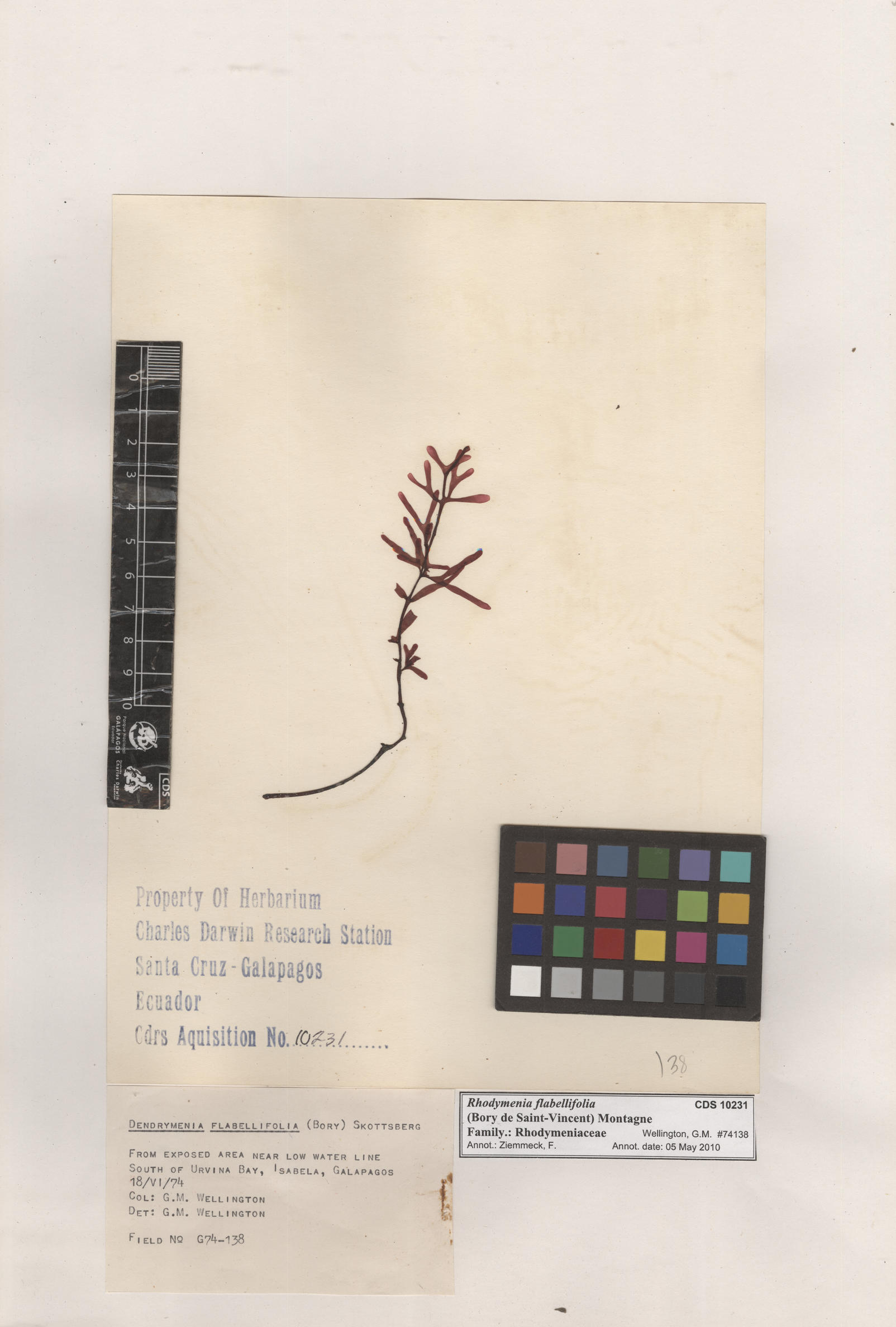  Rhodymenia flabellifolia , CDS specimen herbarium. Photo: Bravo, L..