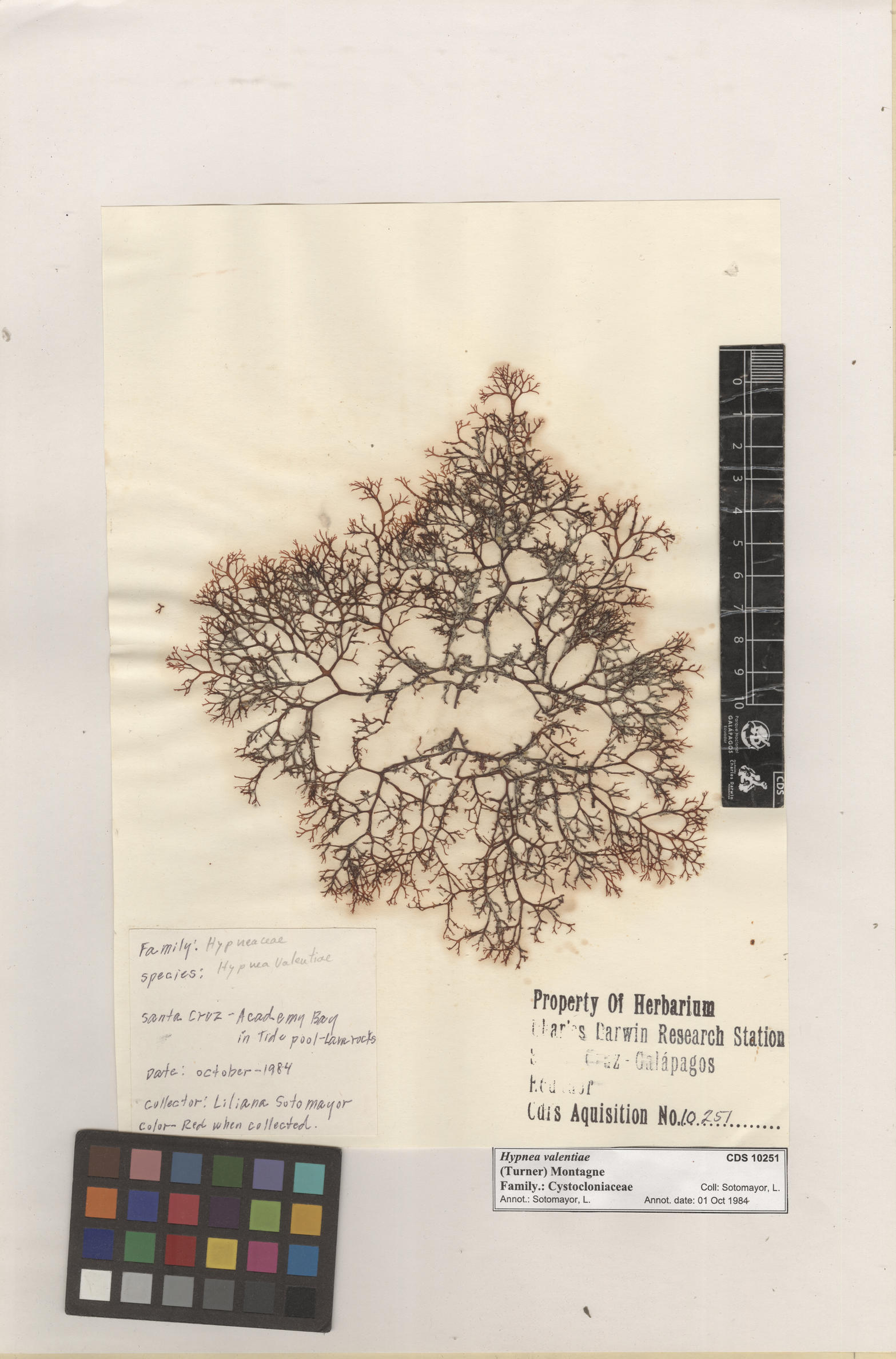  Hypnea valentiae , CDS specimen herbarium. Photo: Bravo, L..