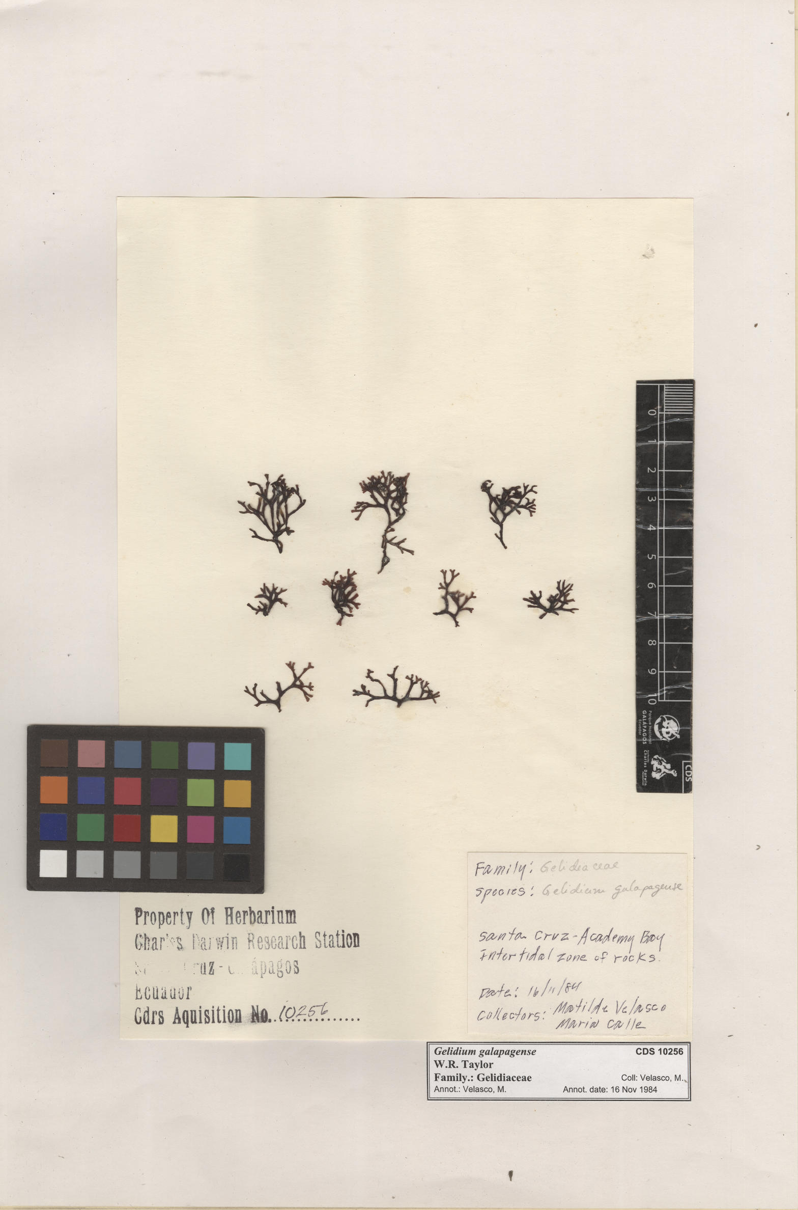  Gelidium galapagense , CDS specimen herbarium. Photo: Bravo, L..