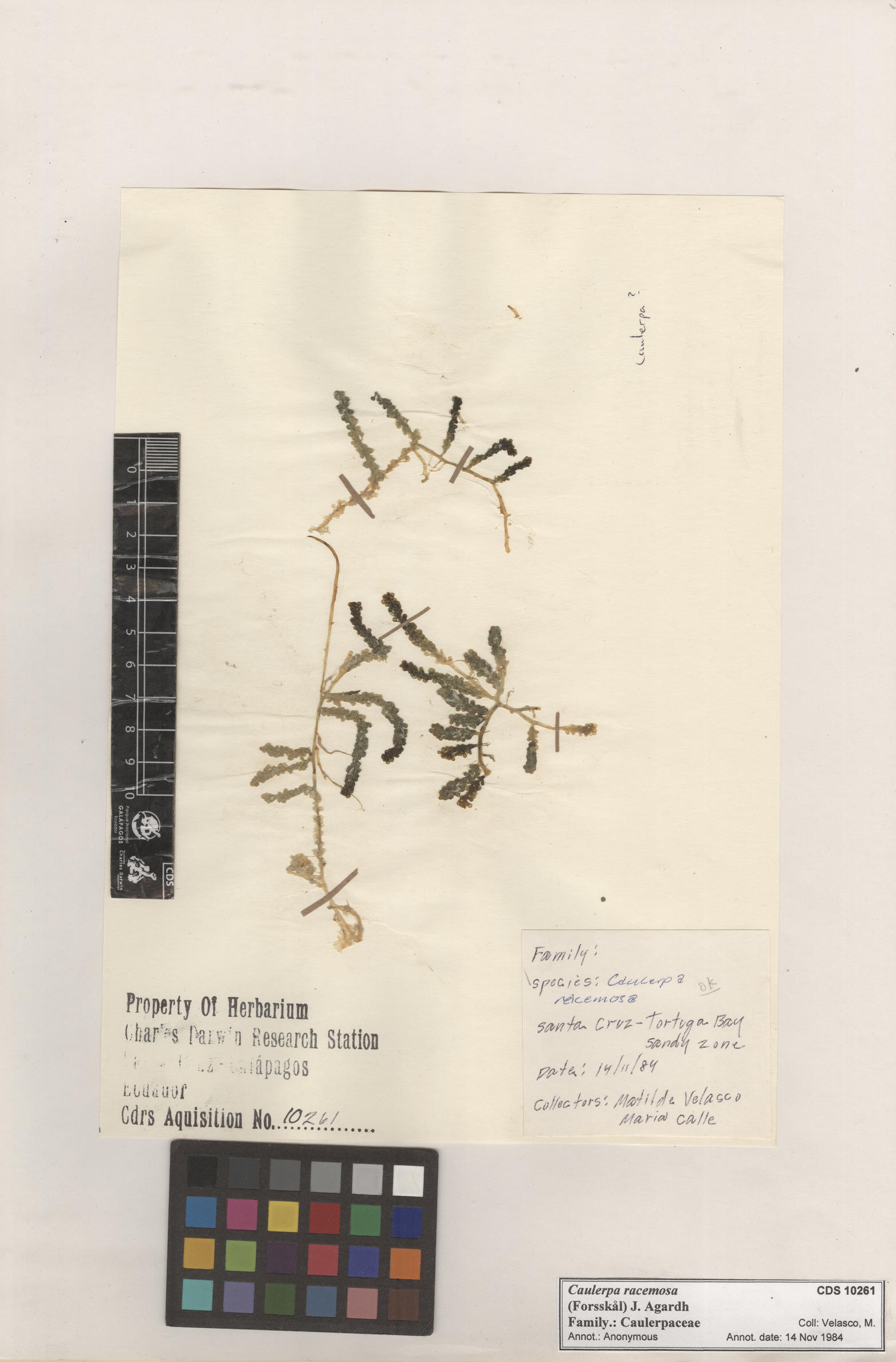  Caulerpa racemosa , CDS specimen herbarium. Photo: Bravo, L..