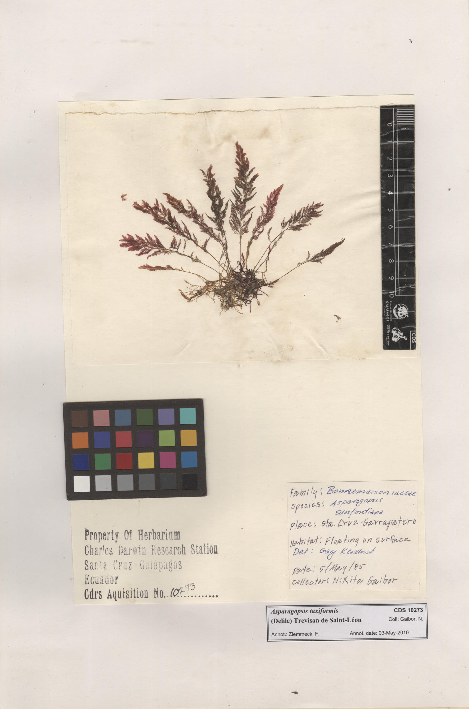  Asparagopsis taxiformis , CDS specimen herbarium. Photo: Bravo, L..