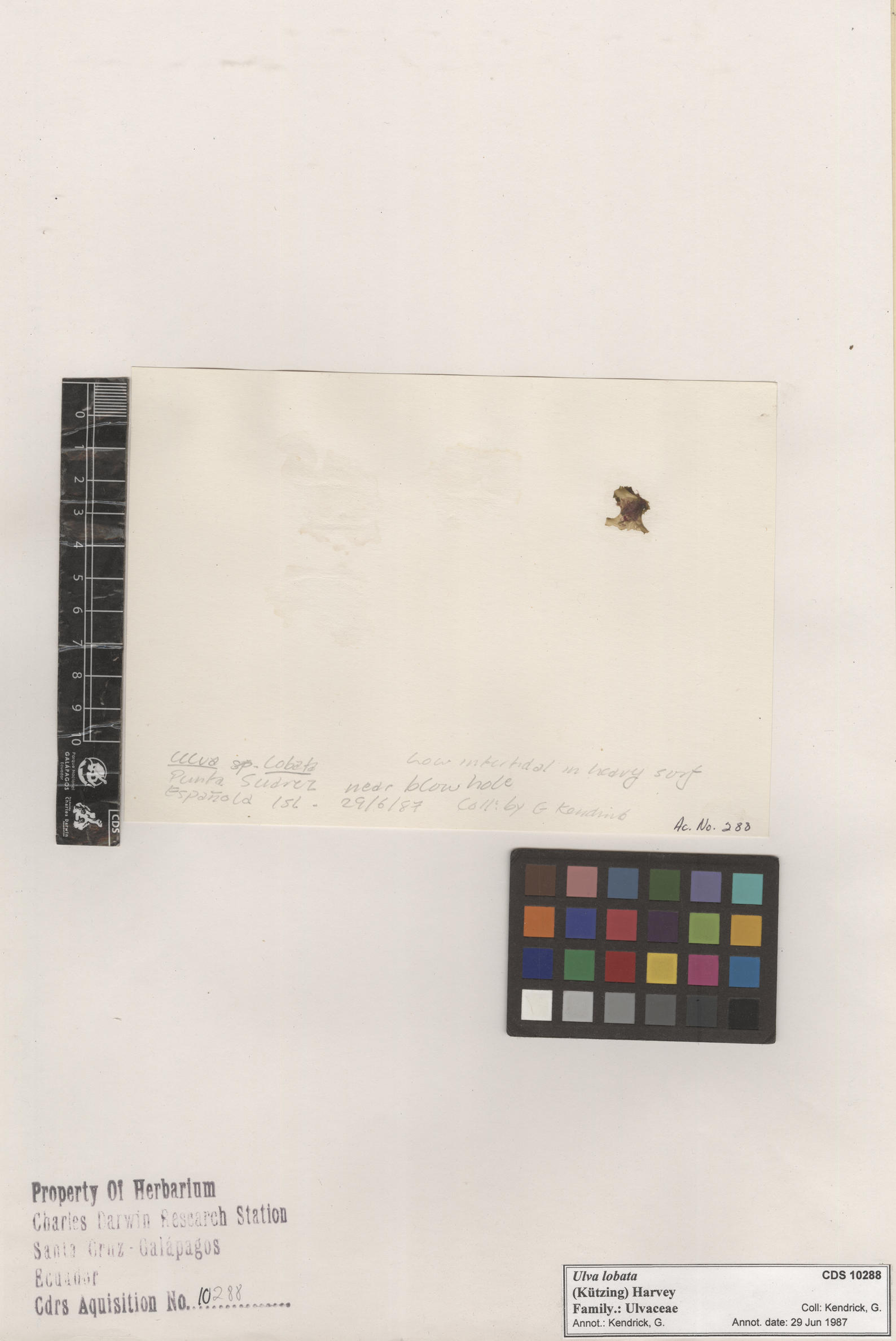  Ulva lobata , CDS specimen herbarium. Photo: Bravo, L..