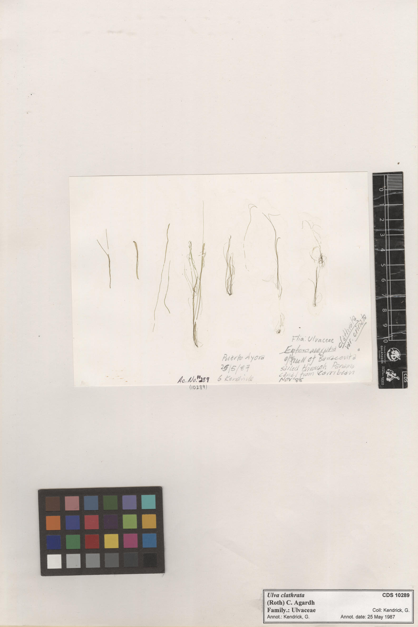  Ulva clathrata , CDS specimen herbarium. Photo: Bravo, L..