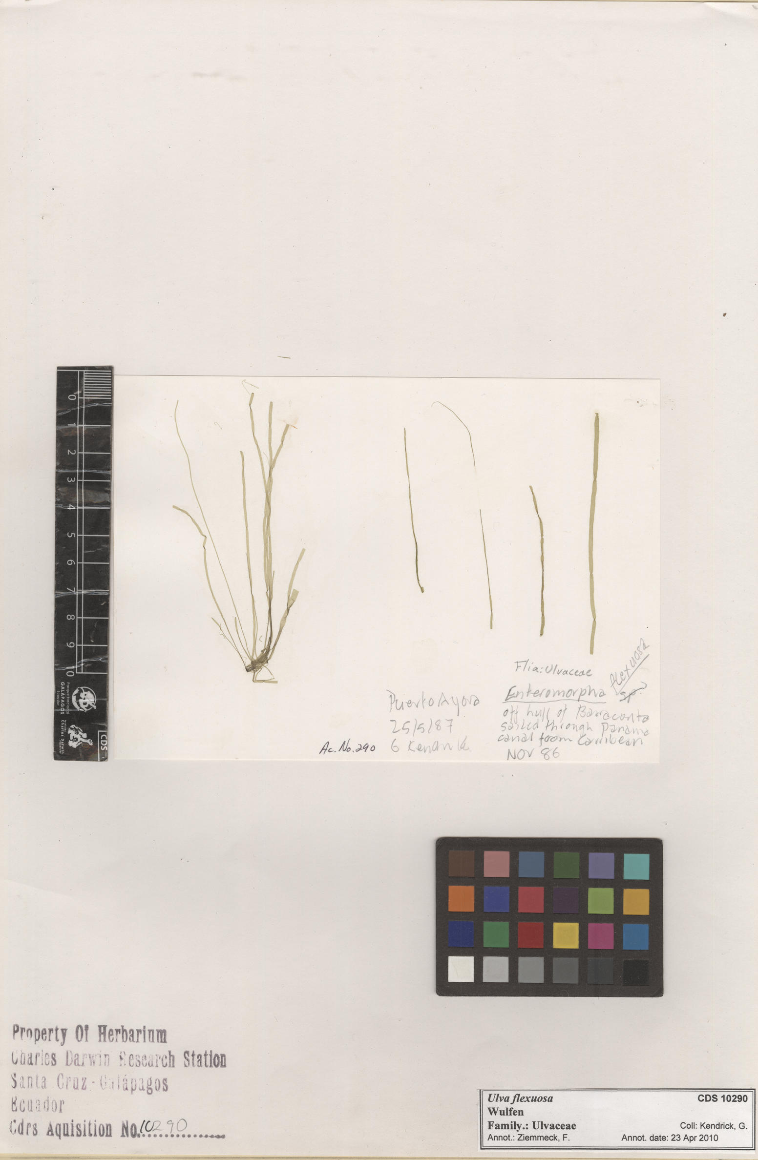  Ulva flexuosa  , CDS specimen herbarium. Photo: Bravo, L..