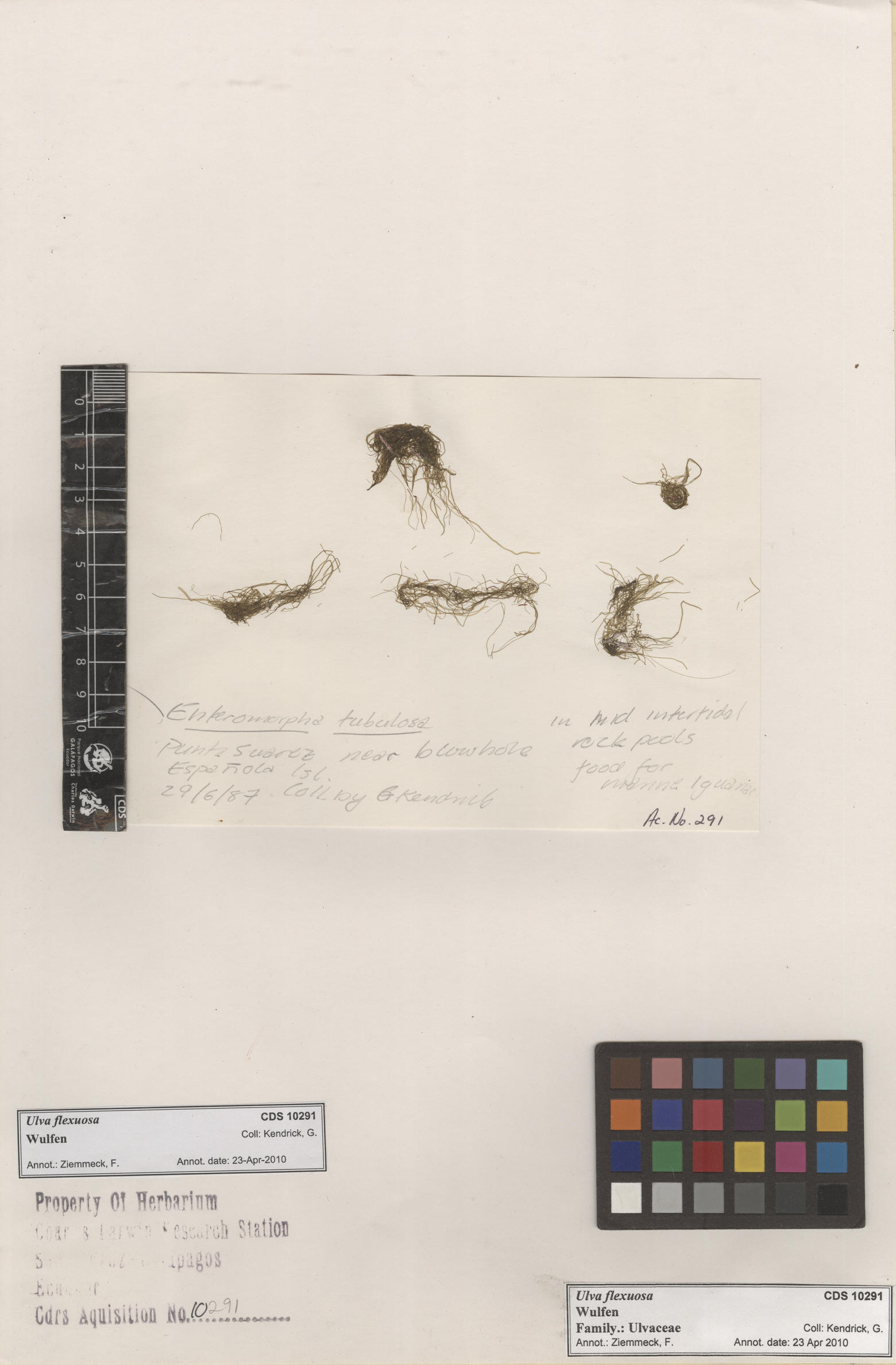  Ulva flexuosa  , CDS specimen herbarium. Photo: Bravo, L..