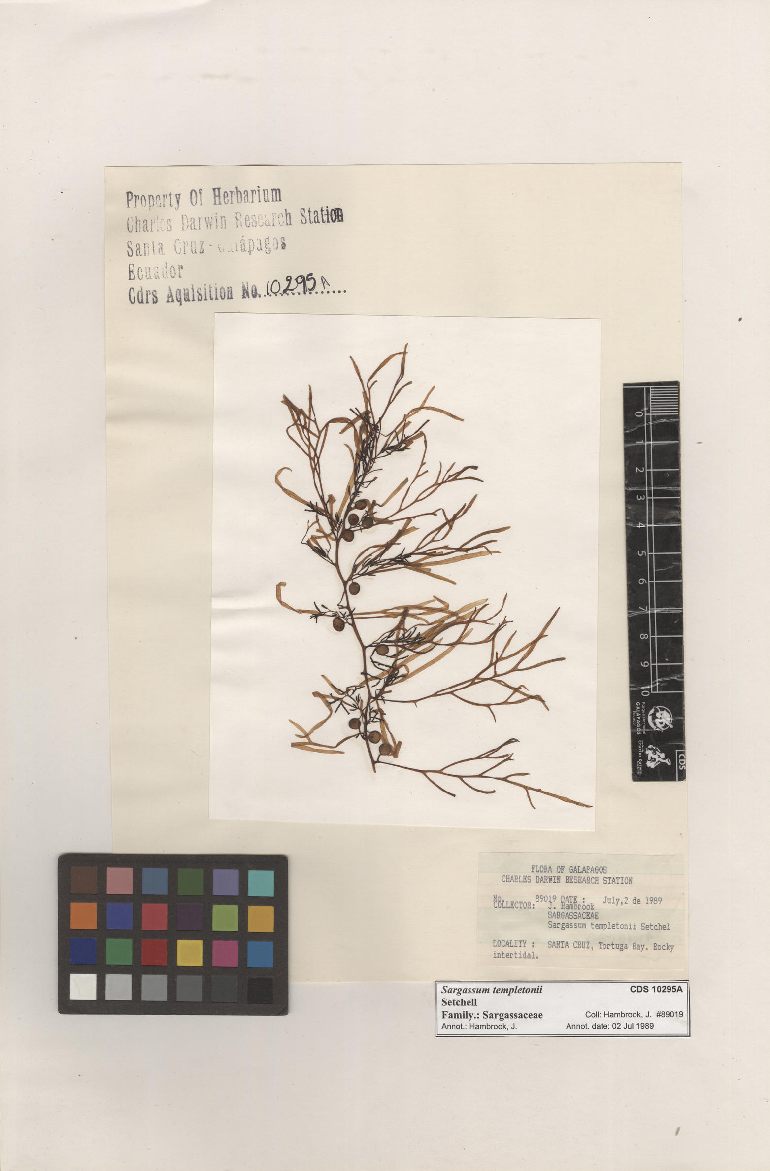 Sargassum templetonii , CDS specimen herbarium. Photo: Bravo, L..