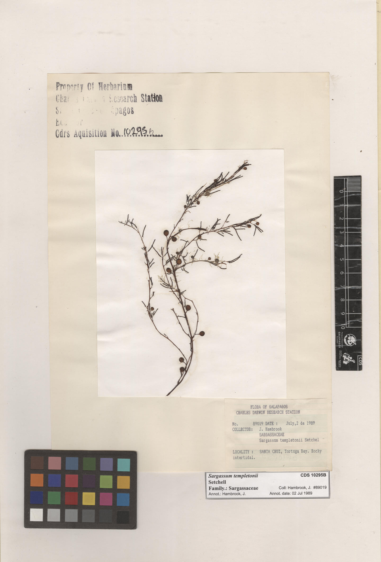 Sargassum templetonii , CDS specimen herbarium. Photo: Bravo, L..