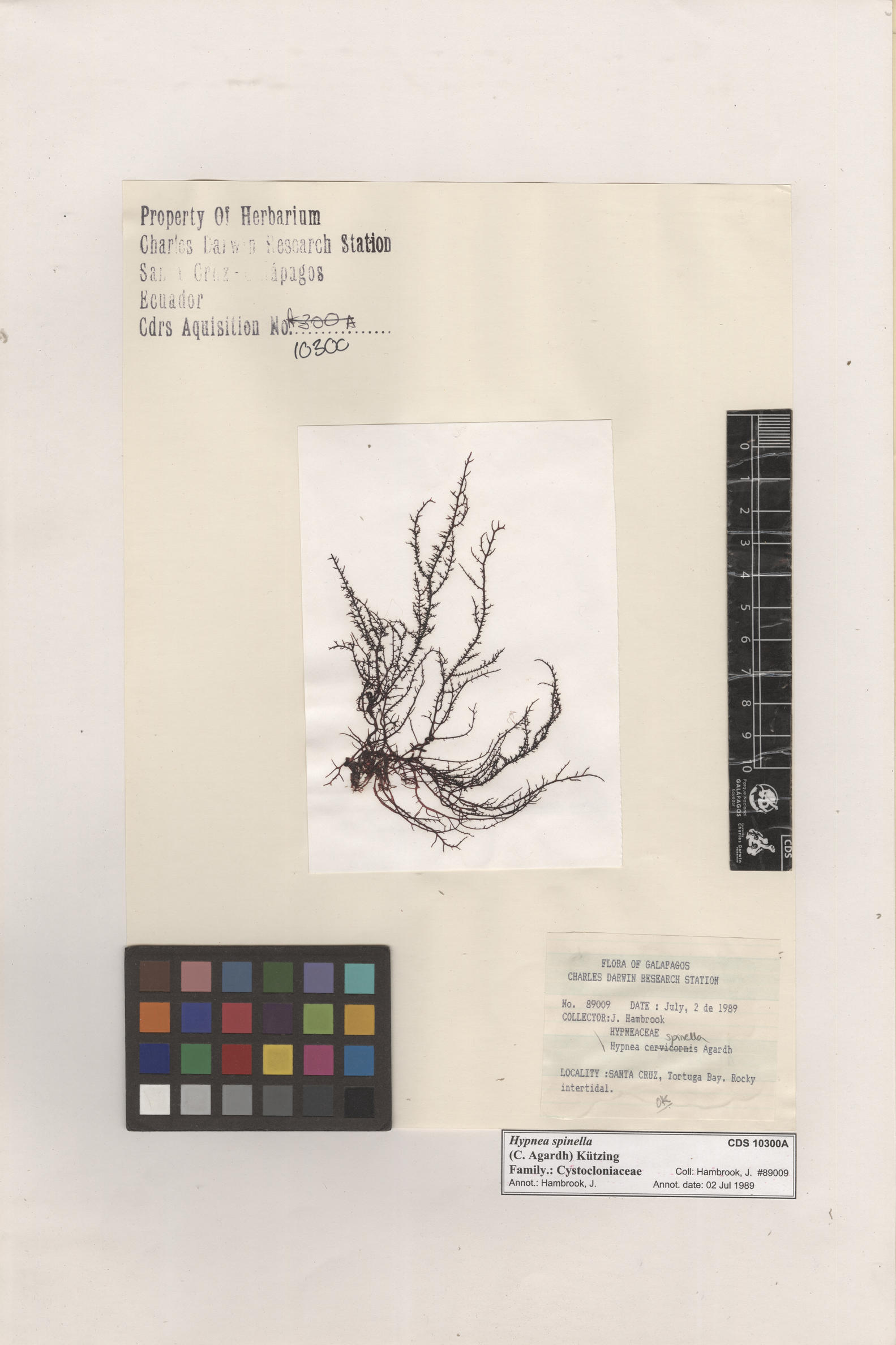  Hypnea spinella , CDS especimen de herbario. Foto: Bravo, L..