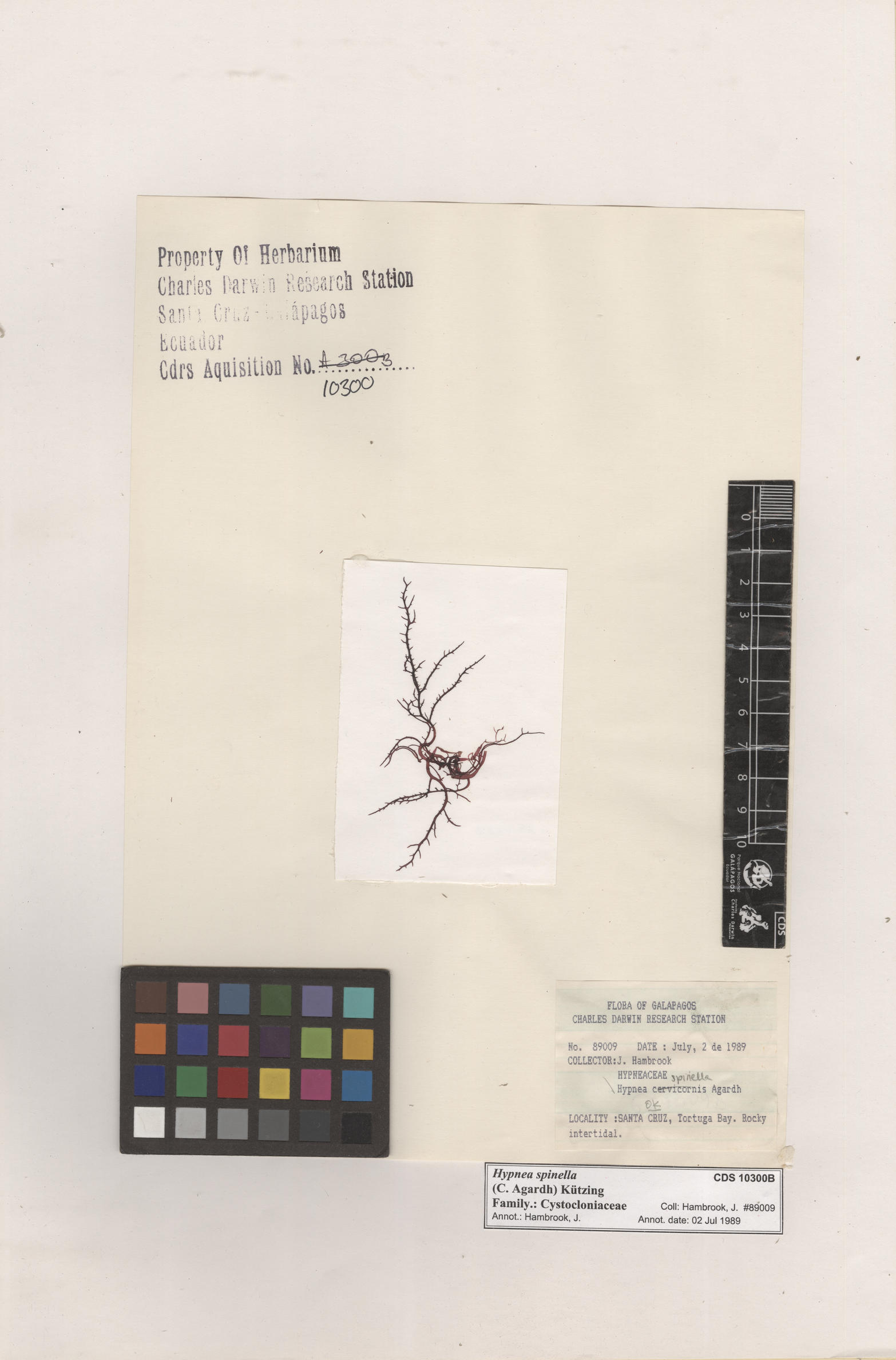  Hypnea spinella , CDS especimen de herbario. Foto: Bravo, L..