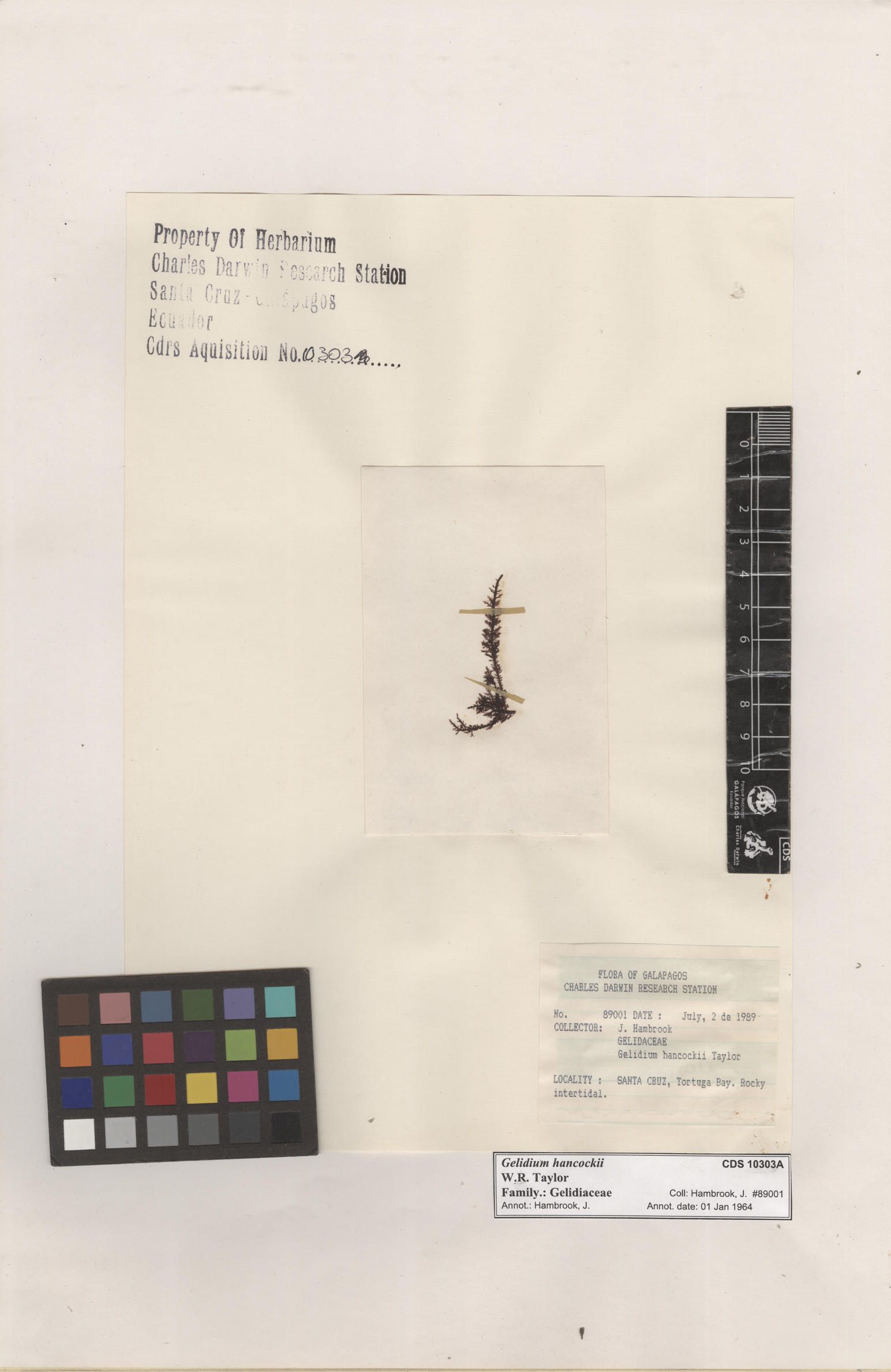  Gelidium hancockii , CDS specimen herbarium. Photo: Bravo, L..