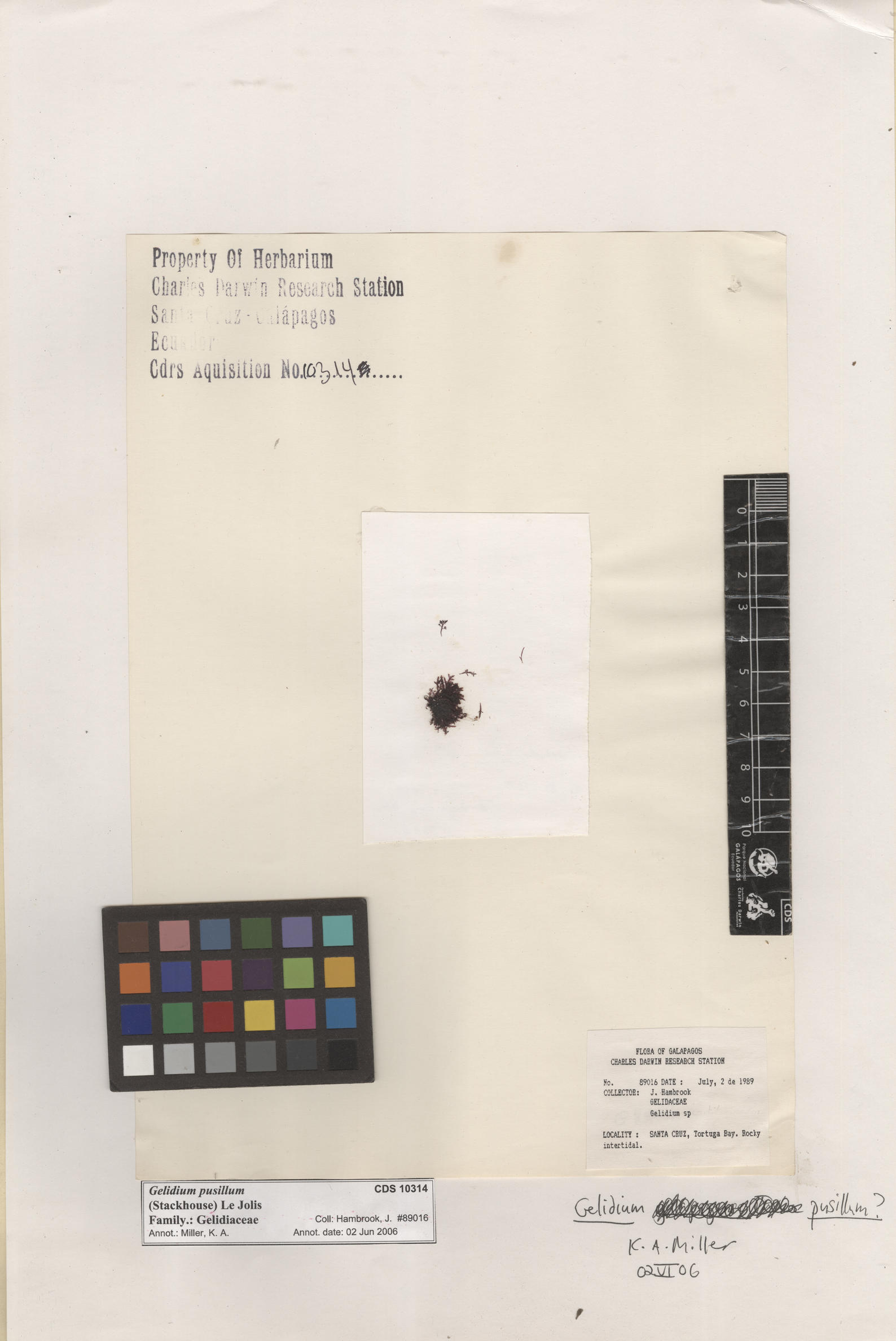  Gelidium pusillum , CDS specimen herbarium. Photo: Bravo, L..