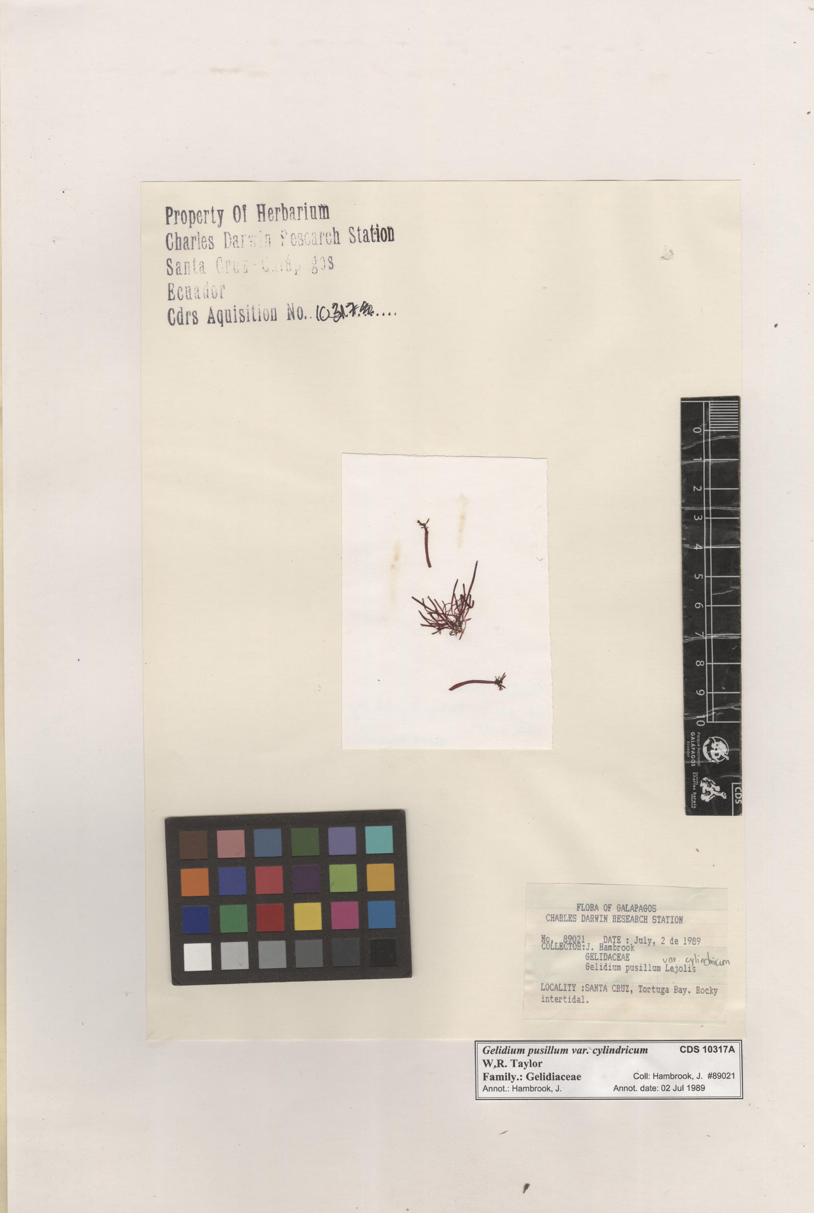  Gelidium pusillum var. cylindricum , CDS specimen herbarium. Photo: Bravo, L..