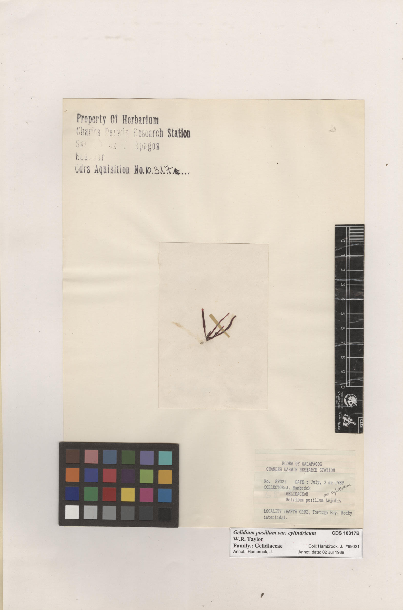  Gelidium pusillum var. cylindricum , CDS specimen herbarium. Photo: Bravo, L..