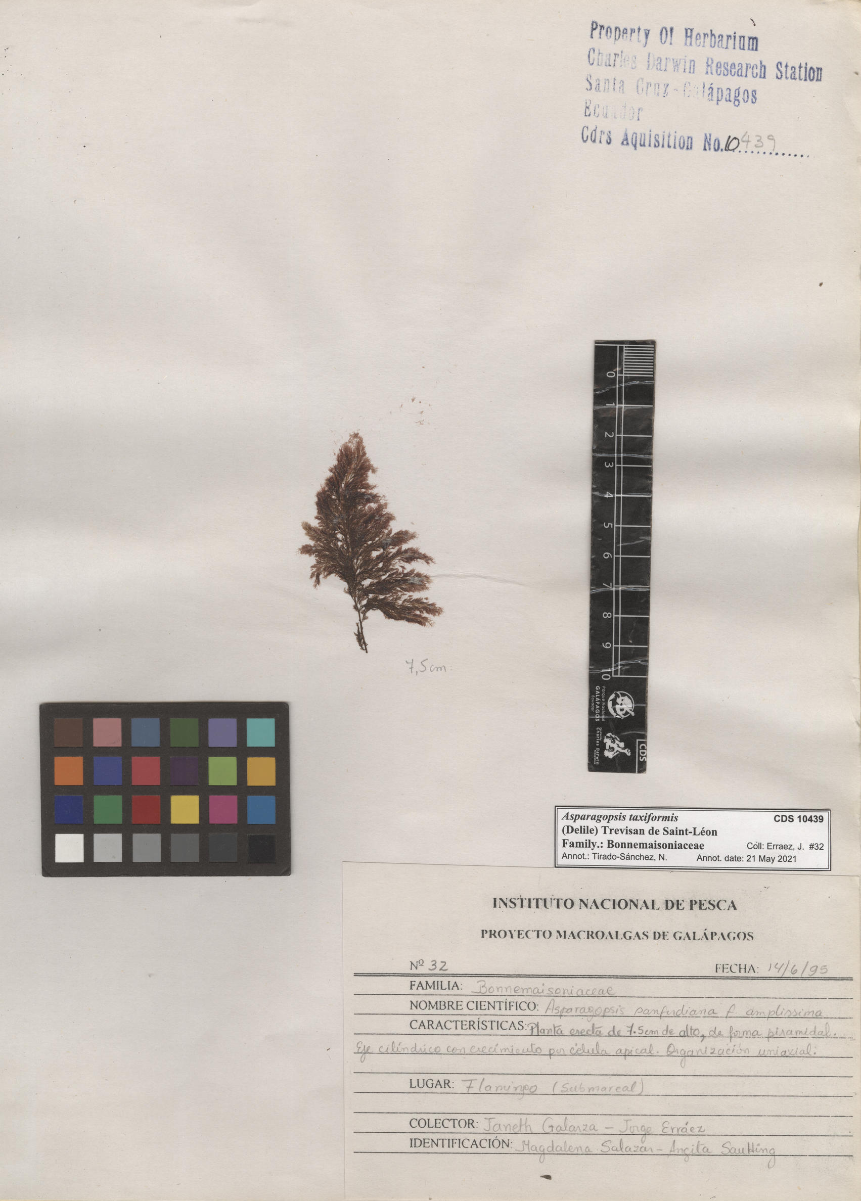  Asparagopsis taxiformis , CDS specimen herbarium. Photo: Bravo, L..