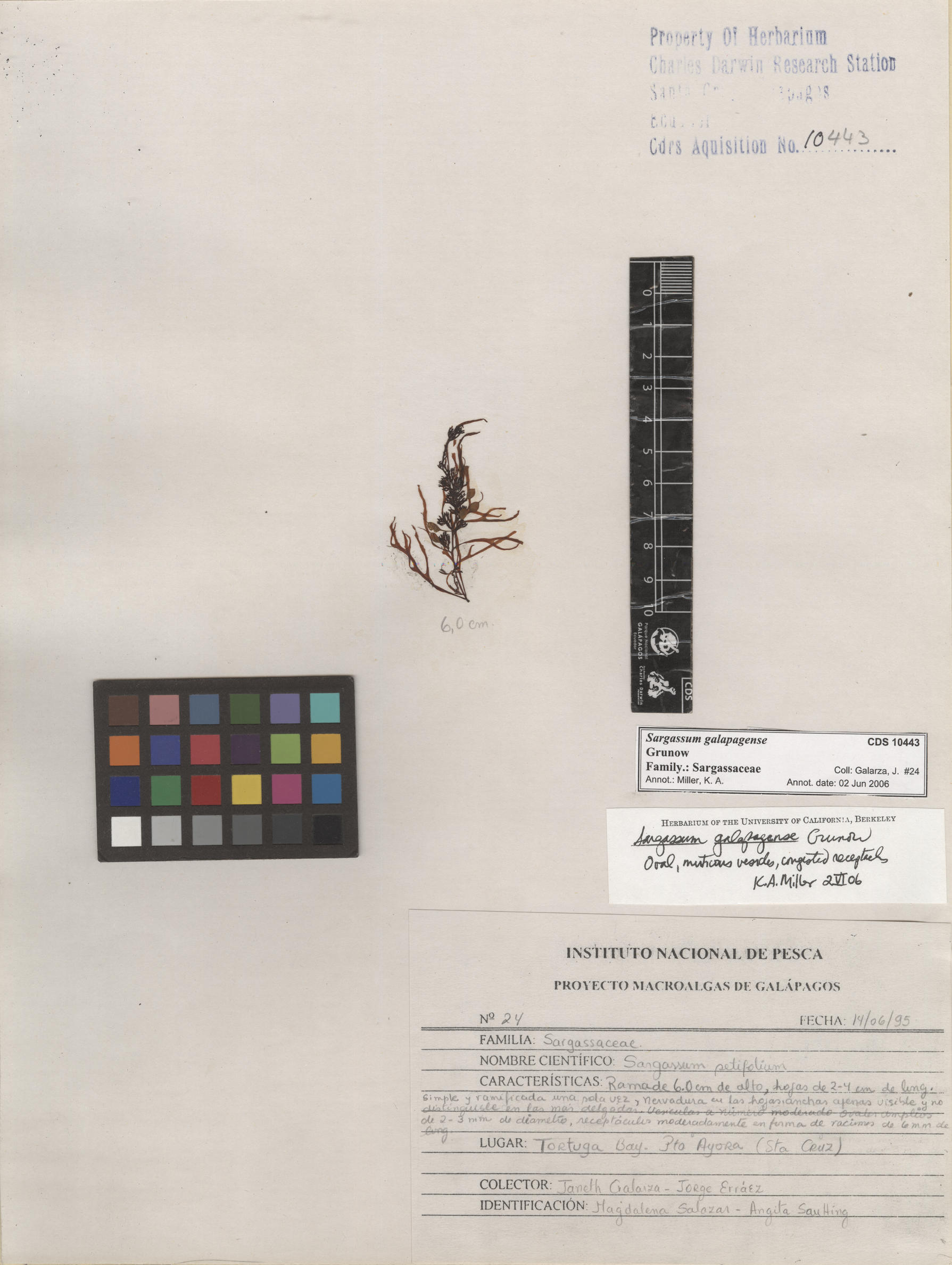 Sargassum galapagense , CDS especimen de herbario. Foto: Bravo, L..