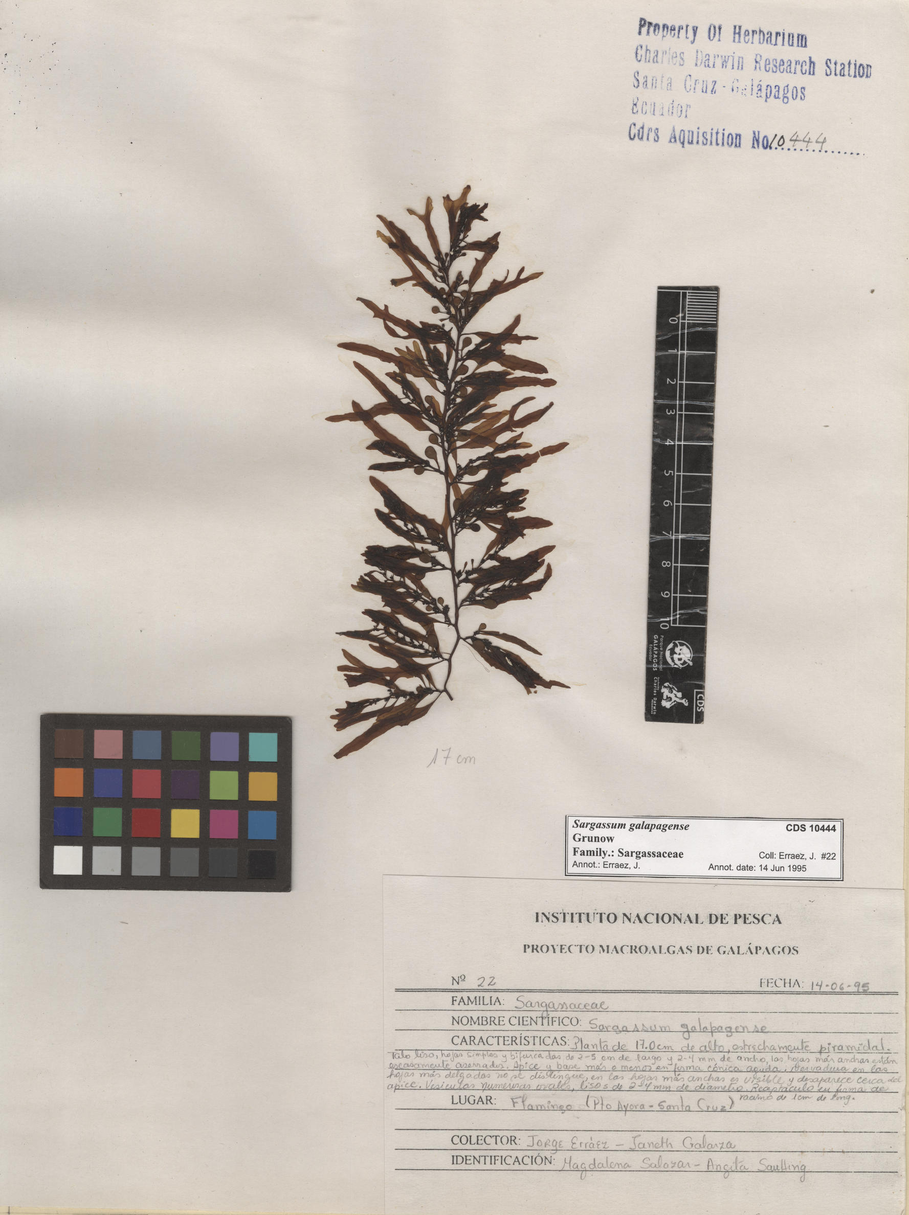 Sargassum galapagense , CDS especimen de herbario. Foto: Bravo, L..