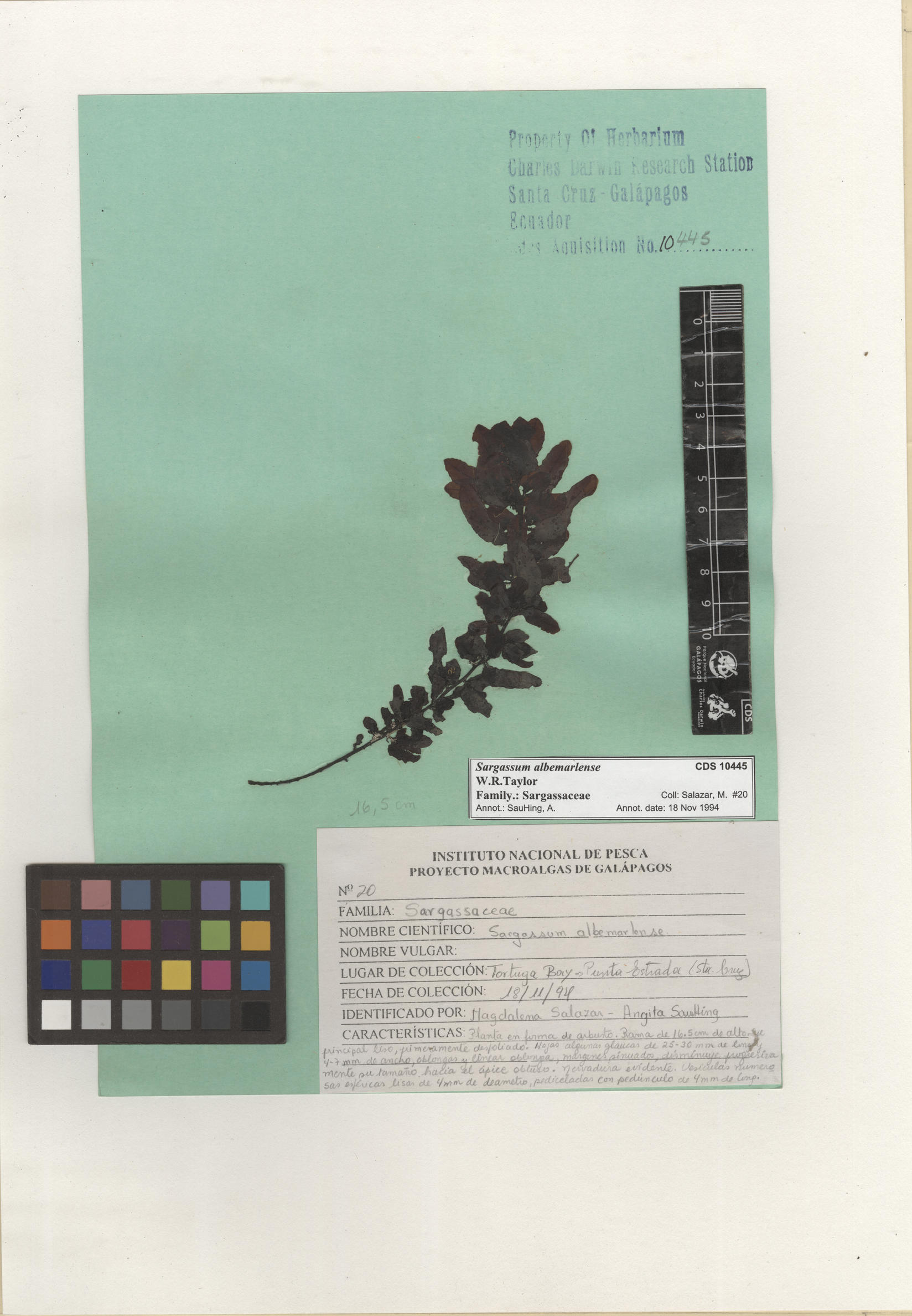  Sargassum albemarlense , CDS specimen herbarium. Photo: Bravo, L..