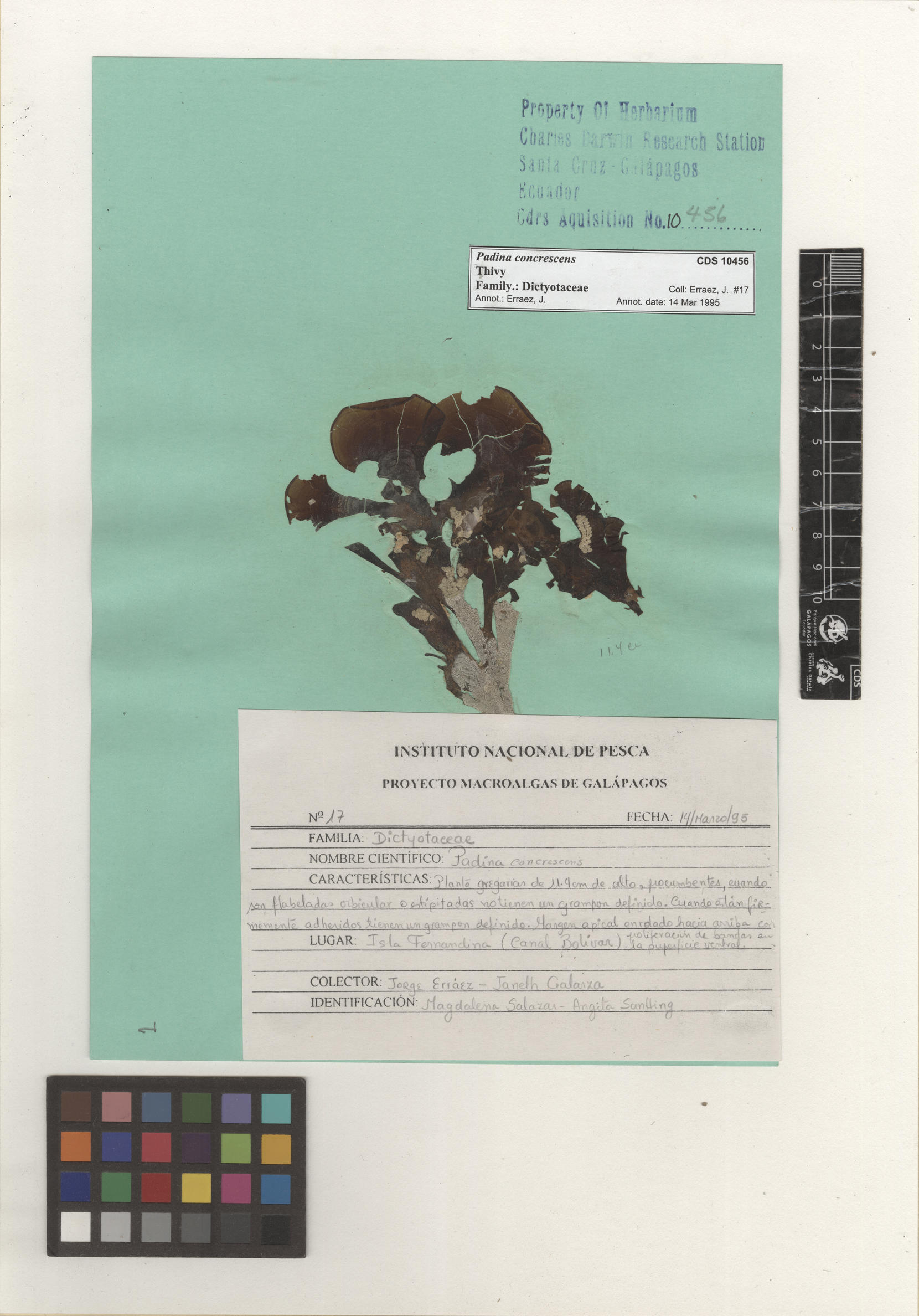 Padina concrescens , CDS specimen herbarium. Photo: Bravo, L..