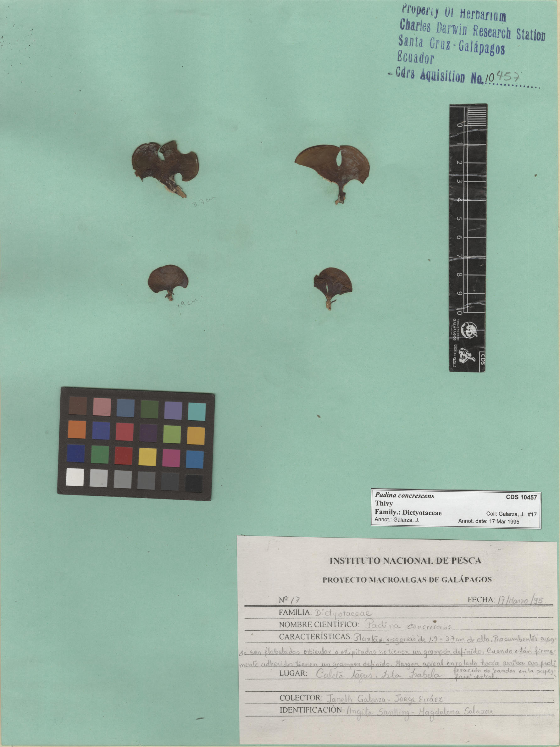 Padina concrescens , CDS specimen herbarium. Photo: Bravo, L..