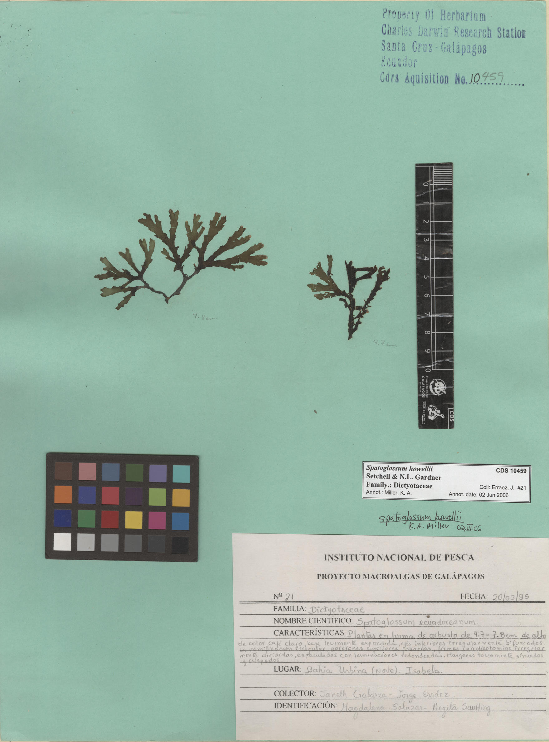 Spatoglossum howellii , CDS specimen herbarium. Photo: Bravo, L..