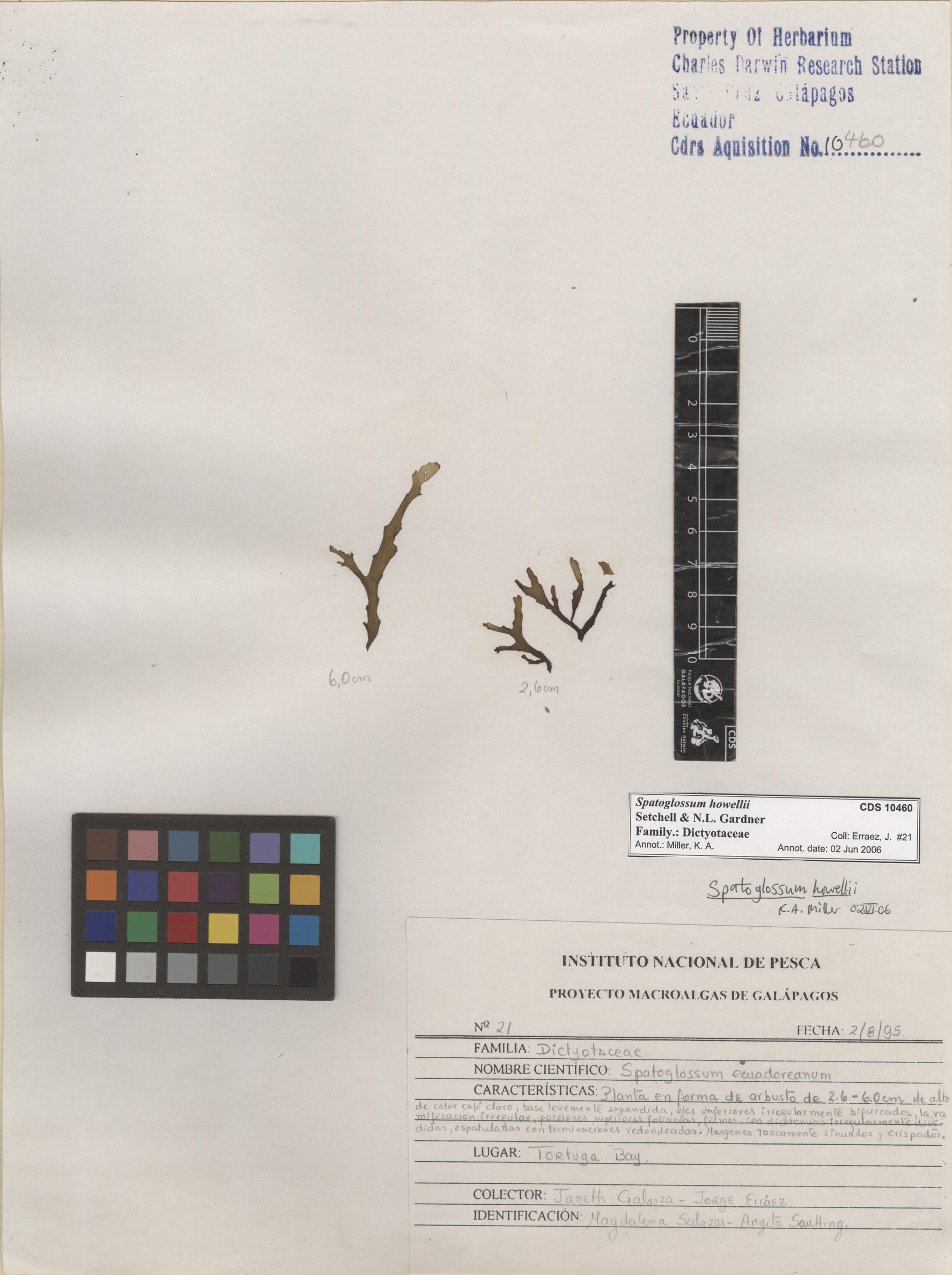 Spatoglossum howellii , CDS specimen herbarium. Photo: Bravo, L..