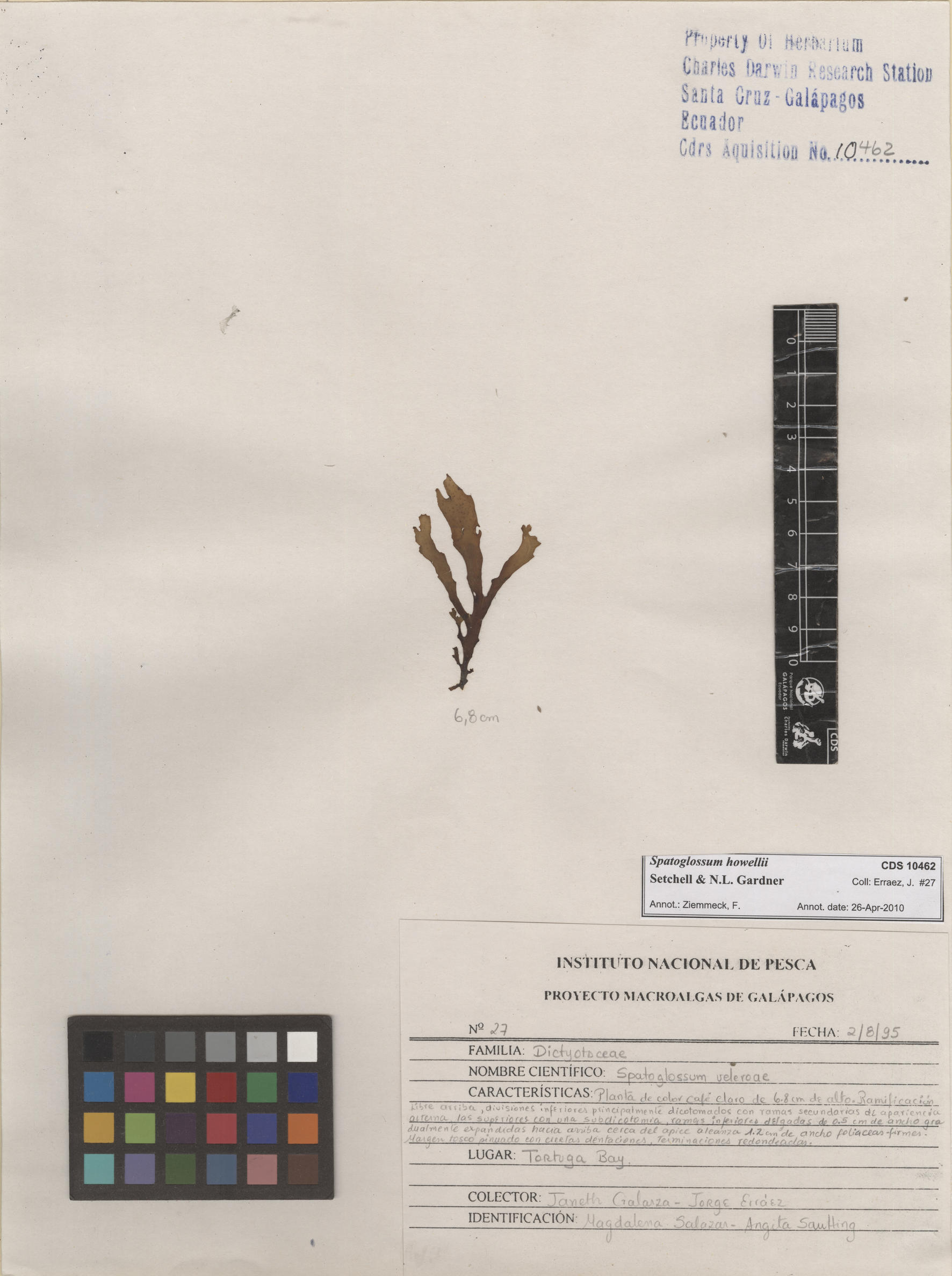 Spatoglossum howellii , CDS specimen herbarium. Photo: Bravo, L..