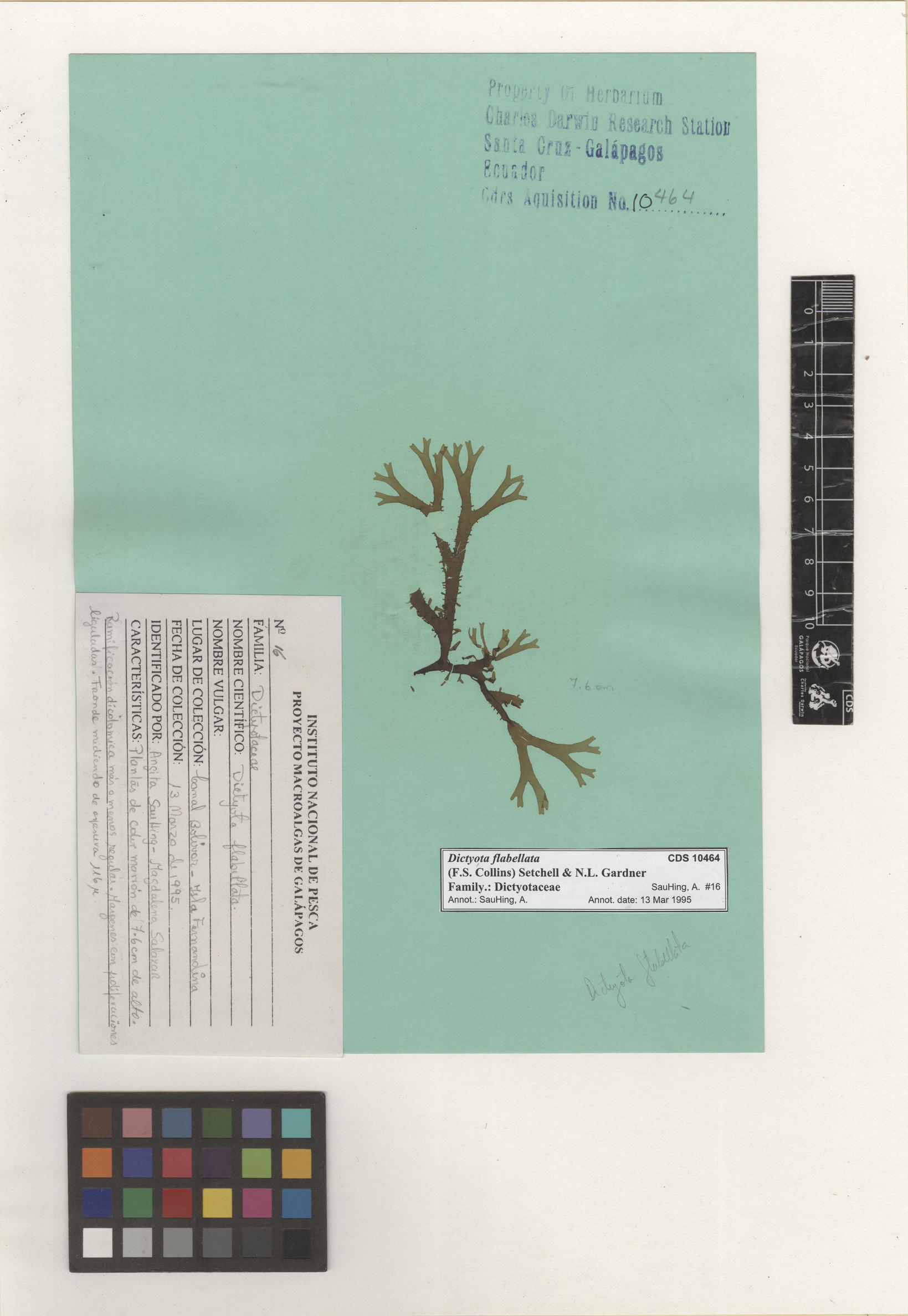 Dictyota flabellata , CDS especimen de herbario. Foto: Bravo, L..
