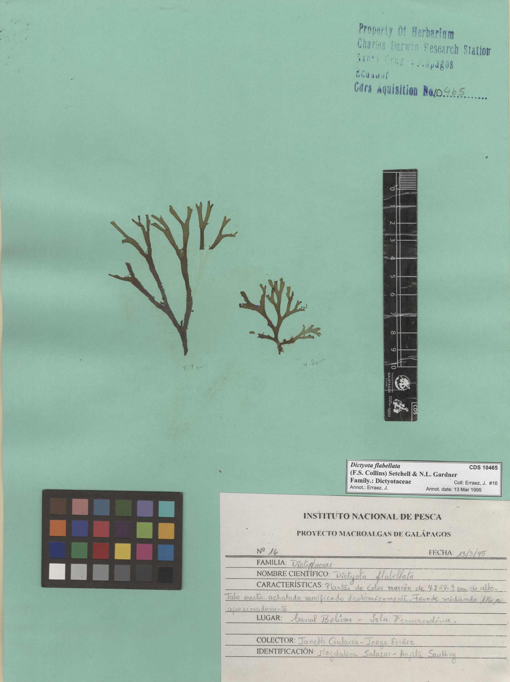 Dictyota flabellata , CDS especimen de herbario. Foto: Bravo, L..