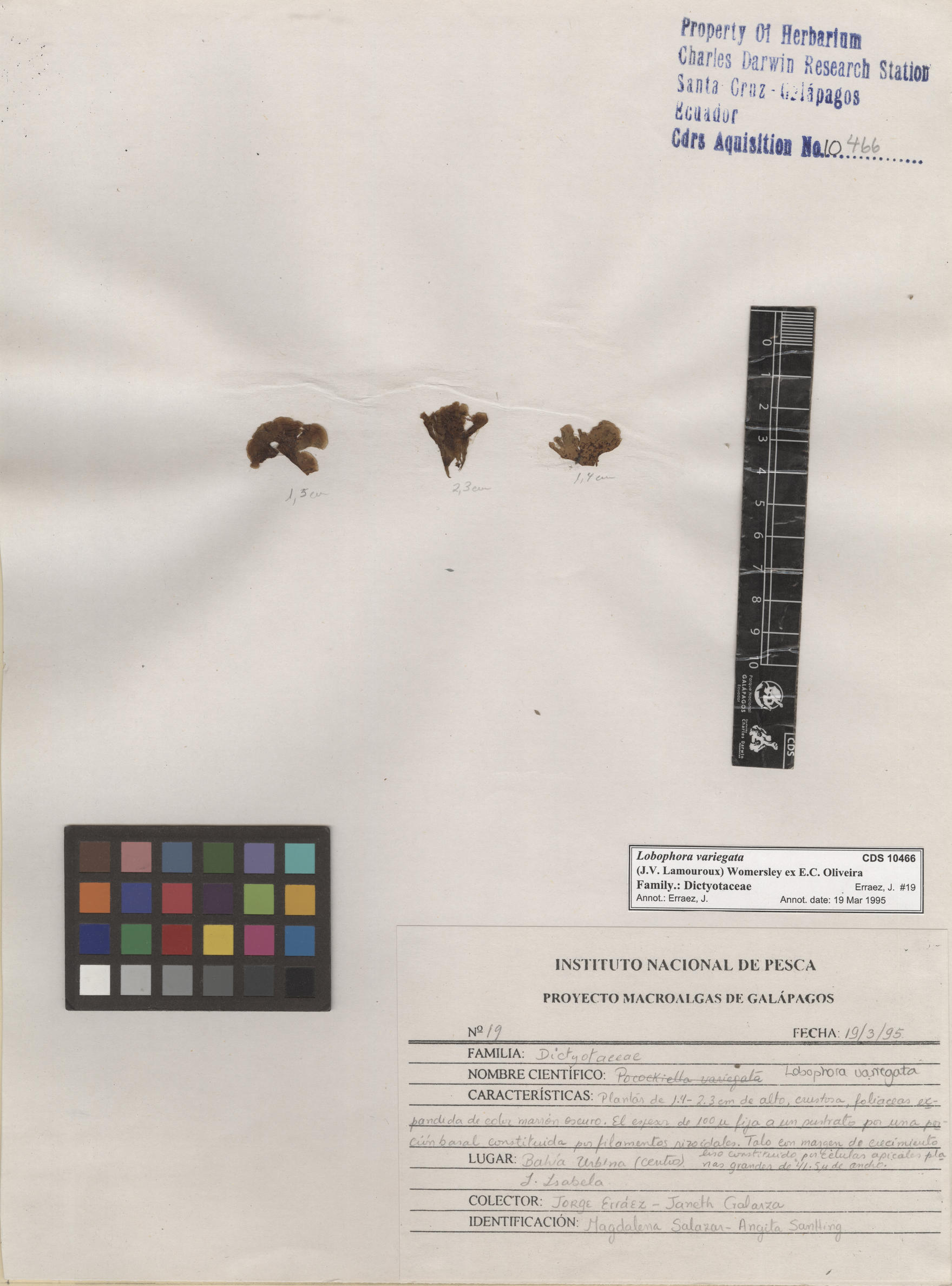 Lobophora variegata , CDS specimen herbarium. Photo: Bravo, L..
