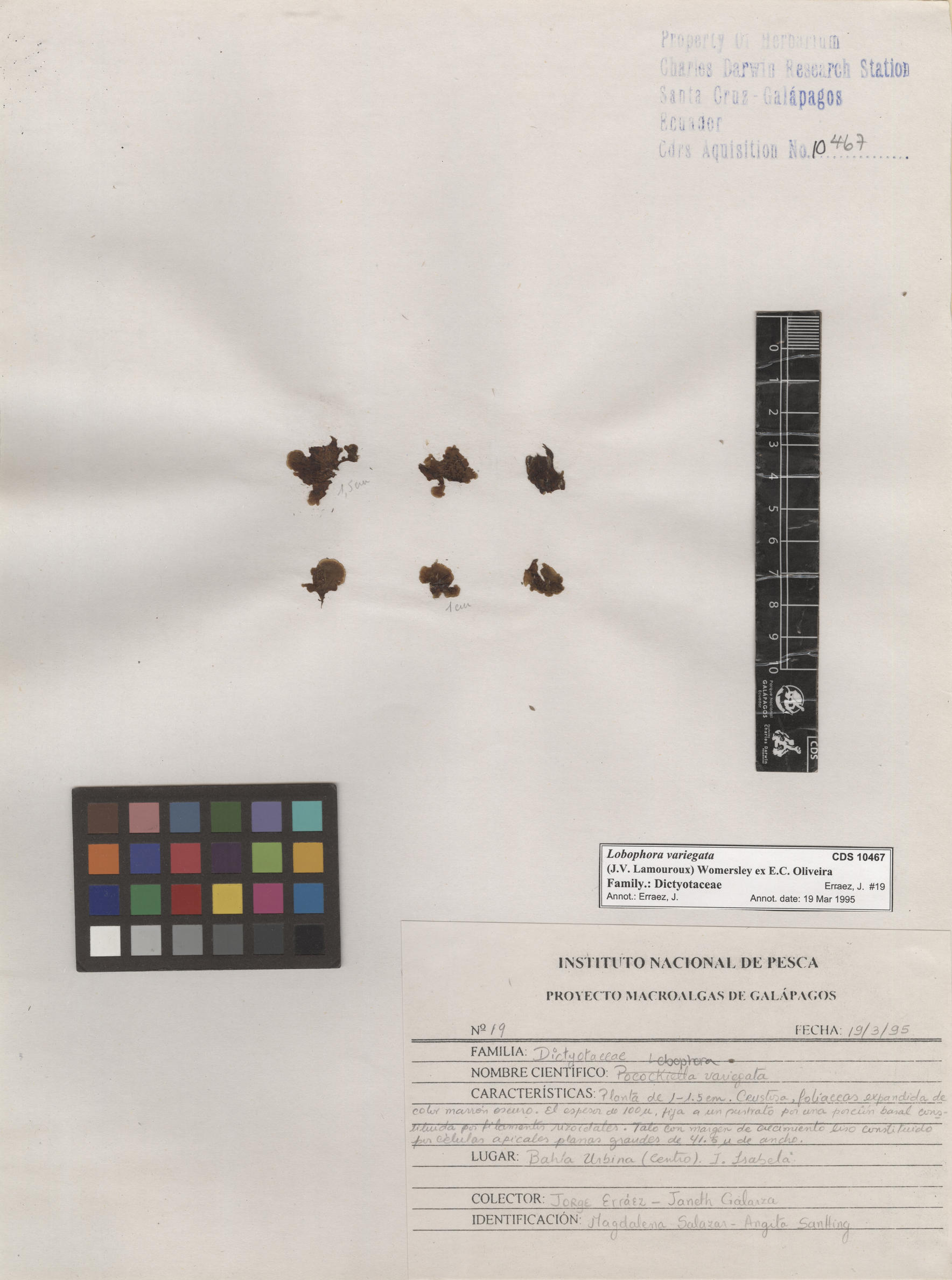 Lobophora variegata , CDS specimen herbarium. Photo: Bravo, L..