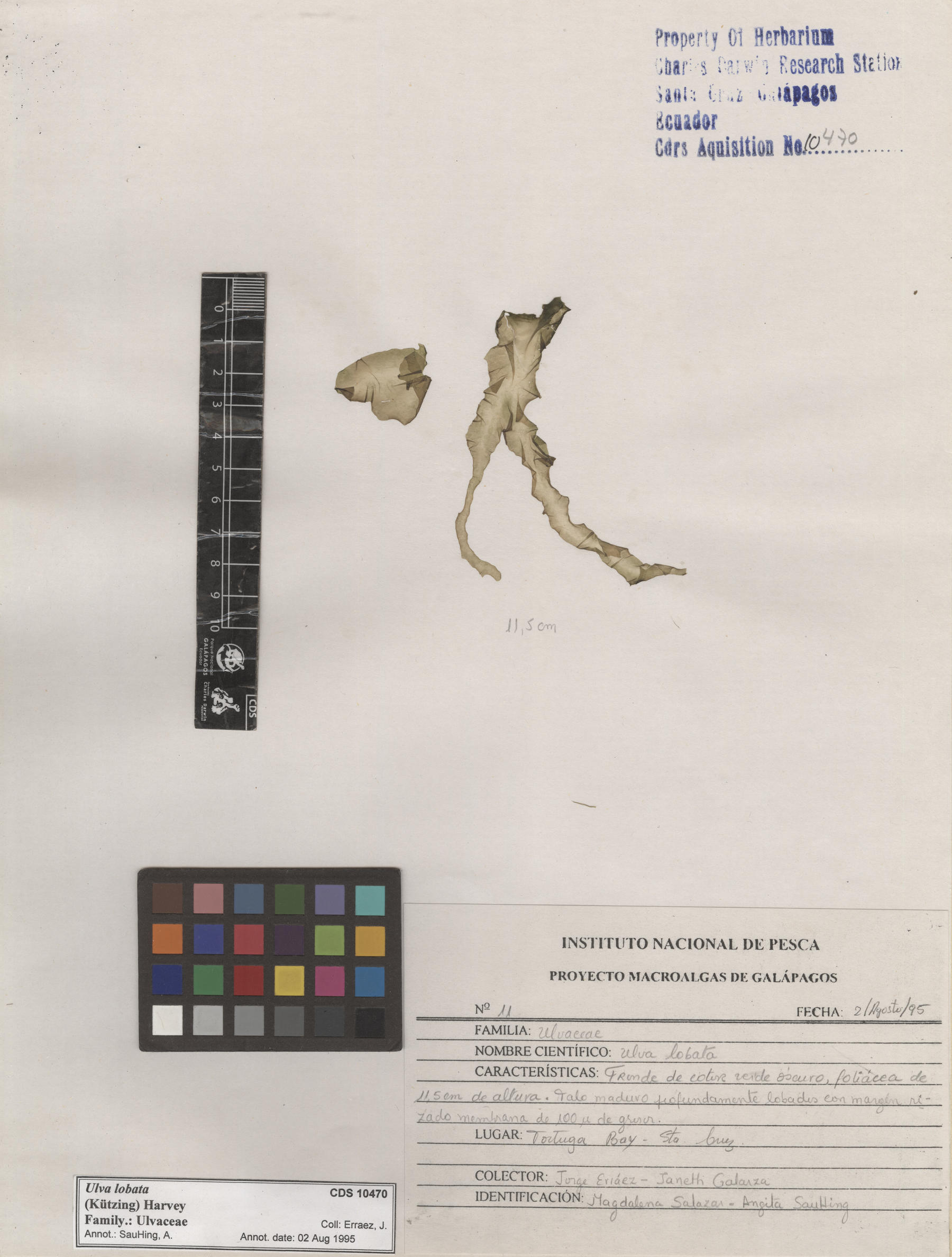  Ulva lobata , CDS specimen herbarium. Photo: Bravo, L..