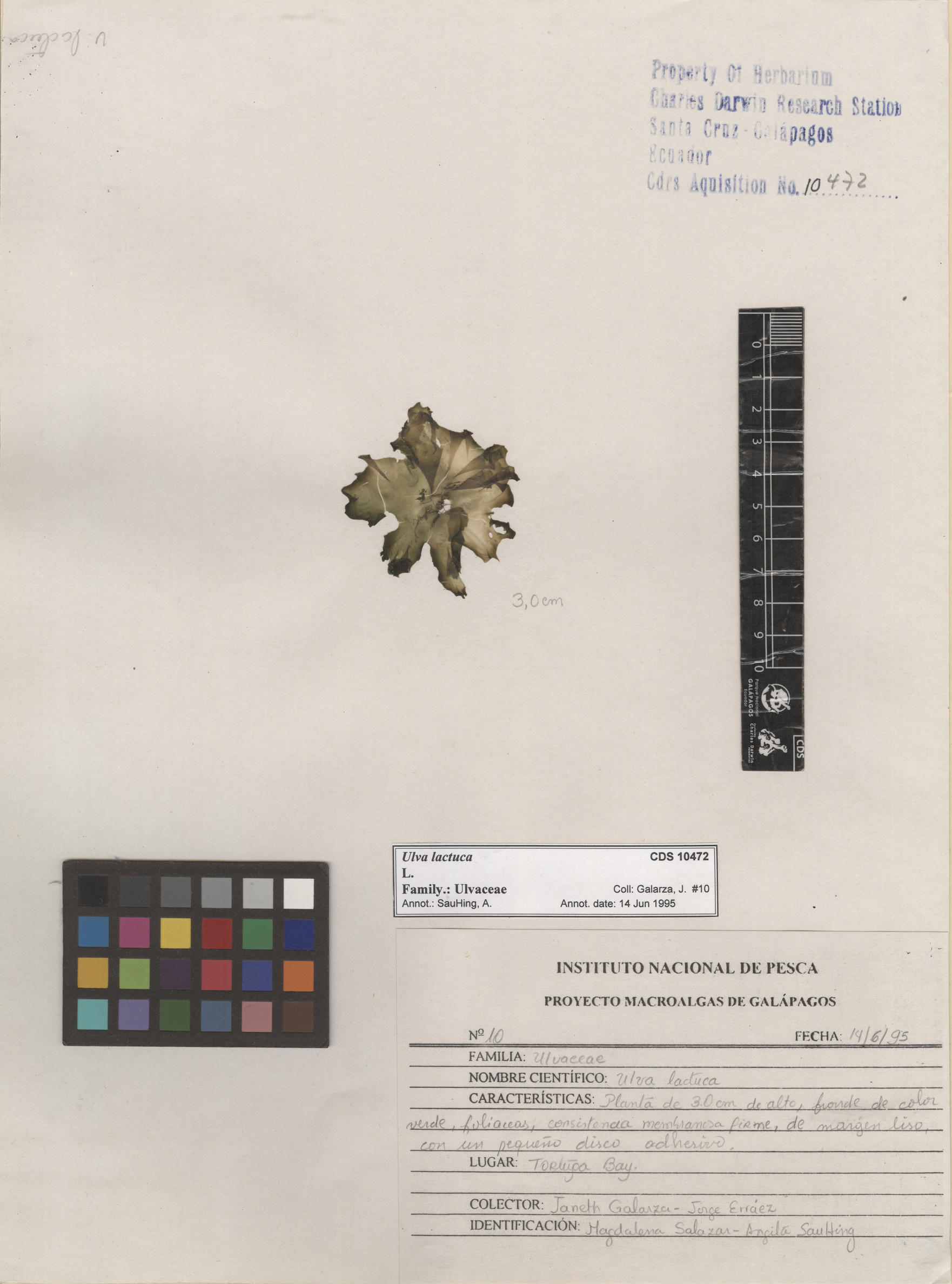  Ulva lactuca , CDS specimen herbarium. Photo: Bravo, L..