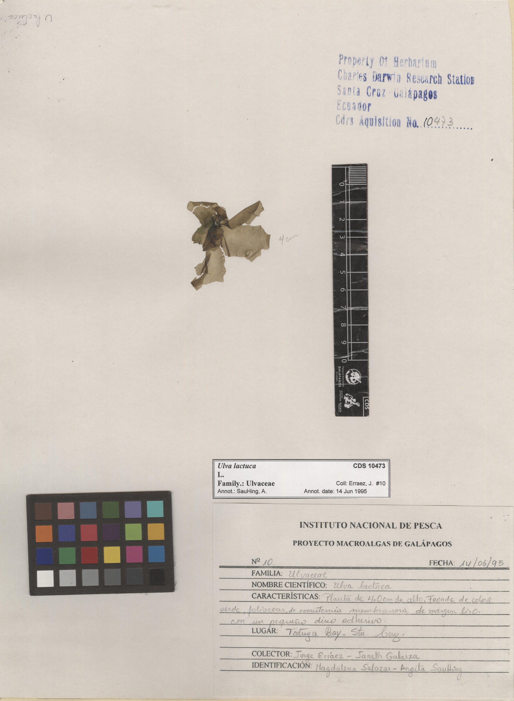  Ulva lactuca , CDS specimen herbarium. Photo: Bravo, L..