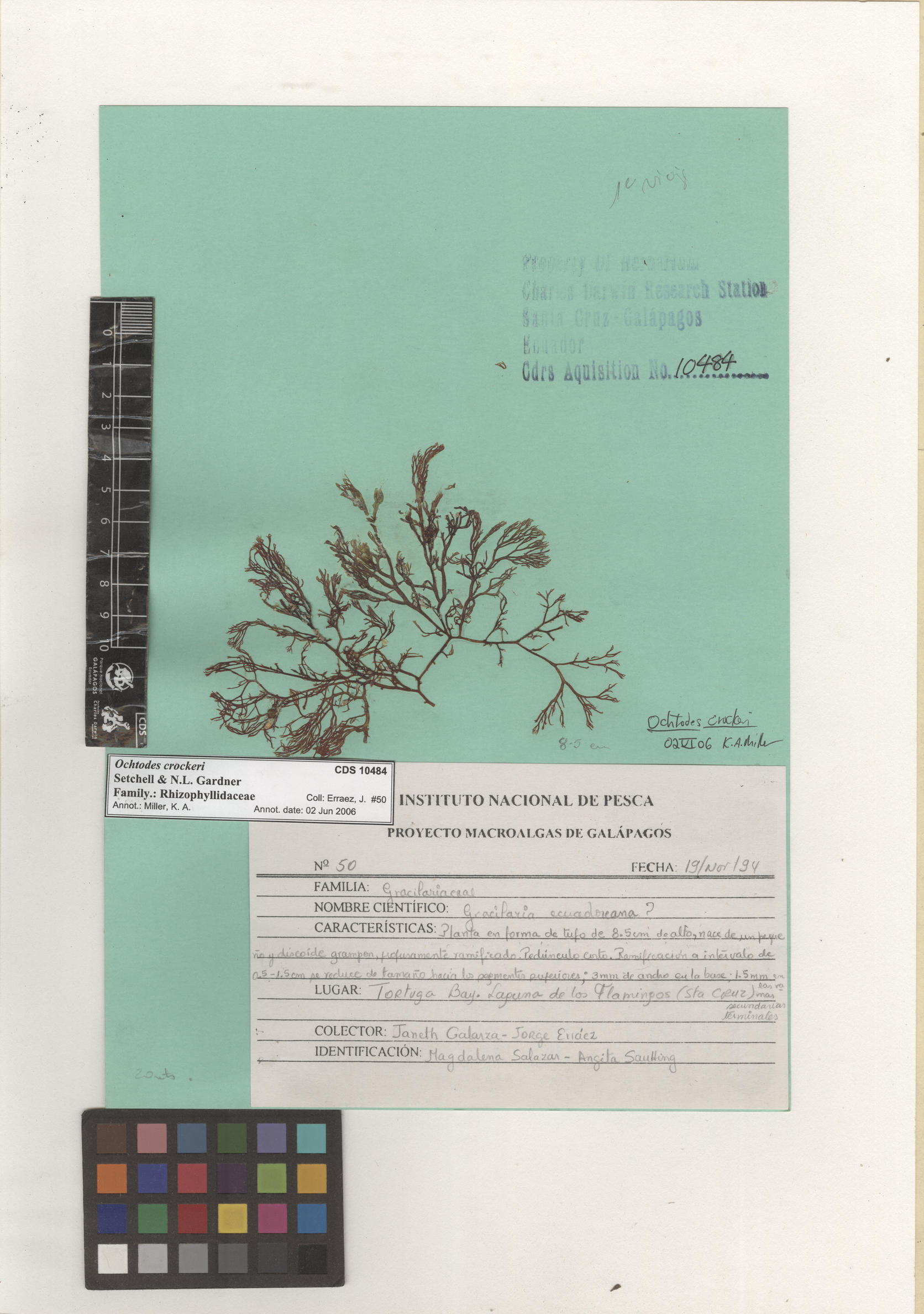  Ochtodes crockeri , CDS specimen herbarium. Photo: Bravo, L..