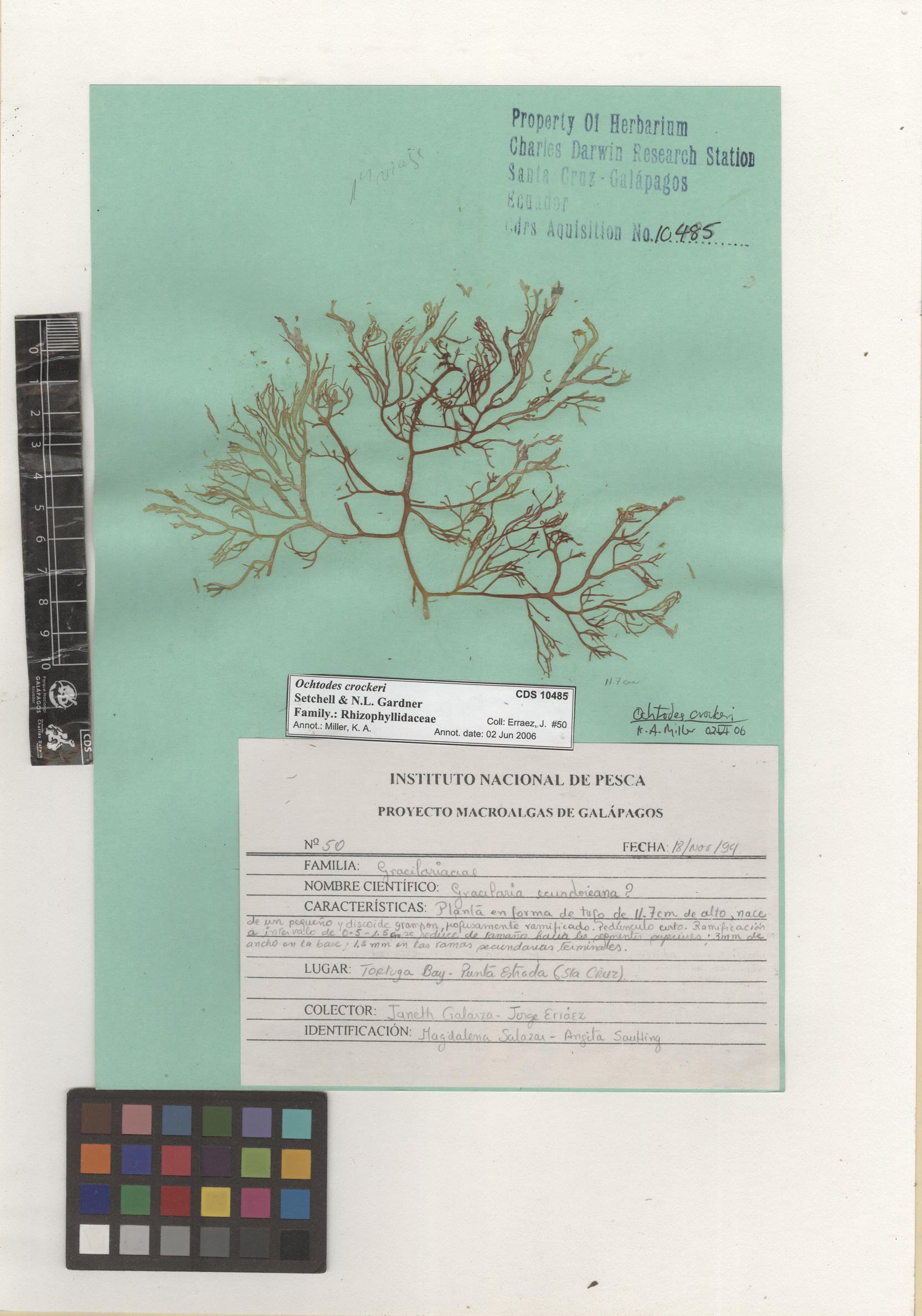  Ochtodes crockeri , CDS specimen herbarium. Photo: Bravo, L..