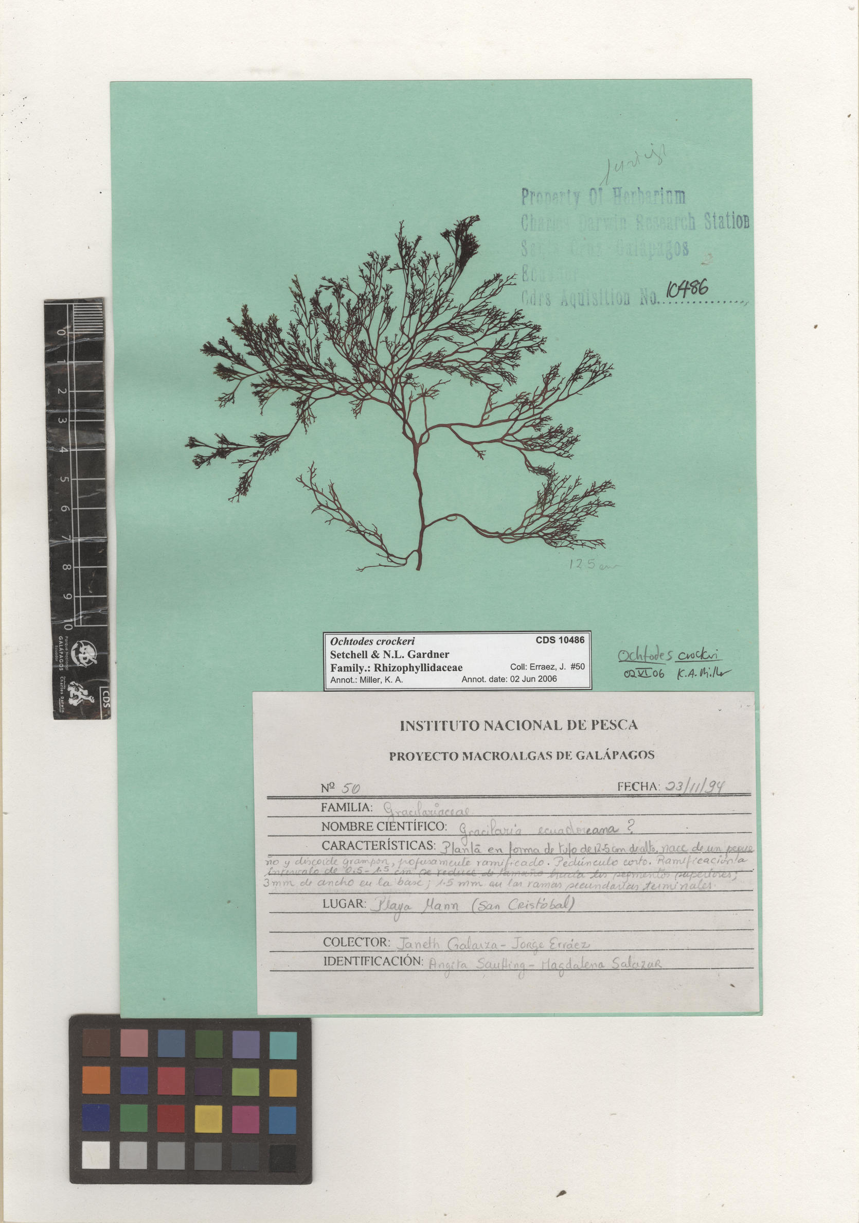  Ochtodes crockeri , CDS specimen herbarium. Photo: Bravo, L..