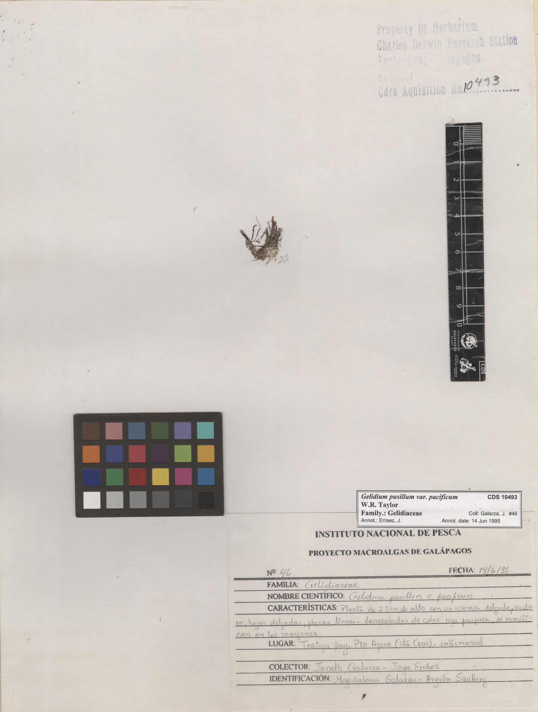  Gelidium pusillum var. pacificum , CDS specimen herbarium. Photo: Bravo, L..