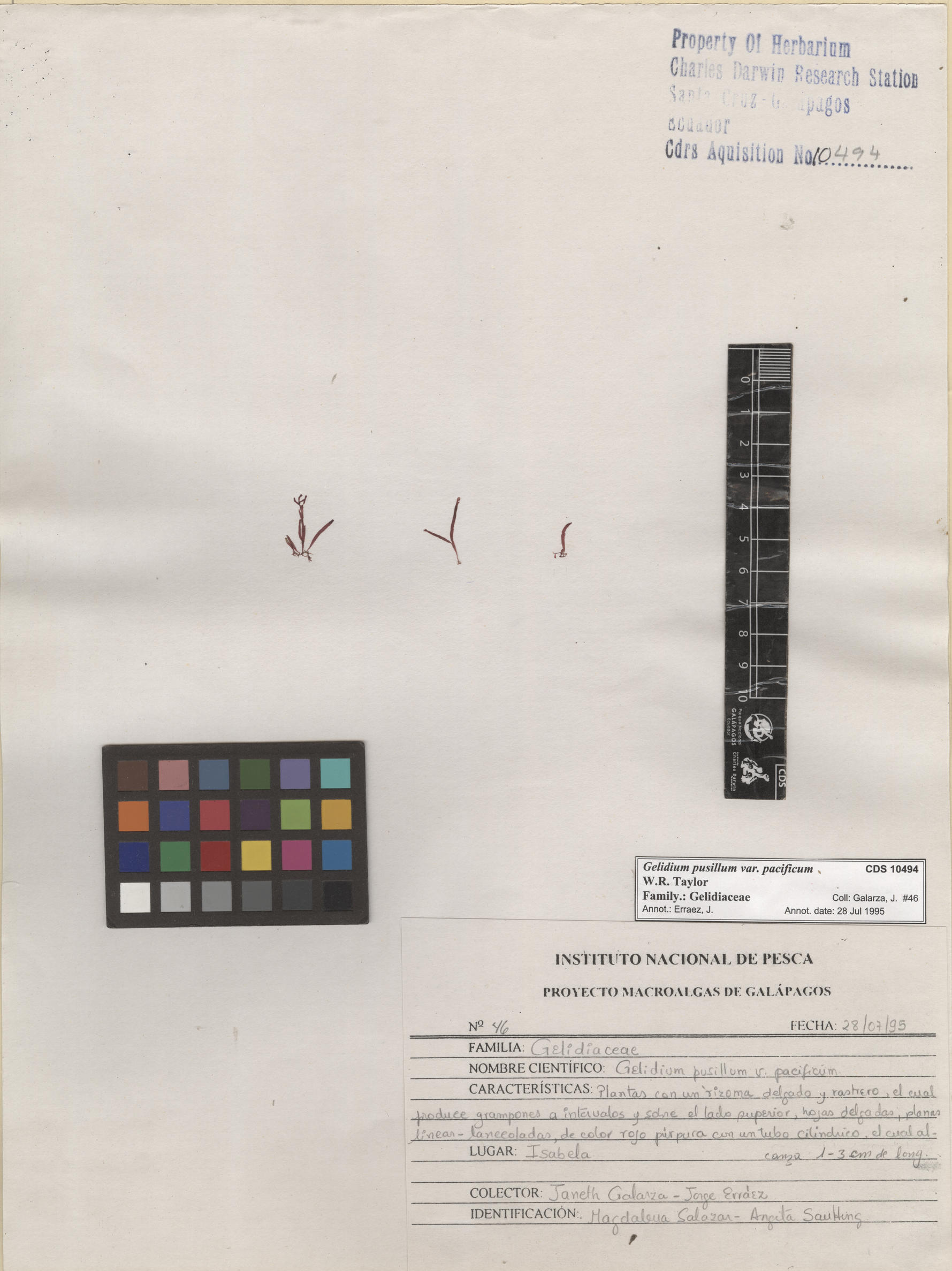  Gelidium pusillum var. pacificum , CDS specimen herbarium. Photo: Bravo, L..