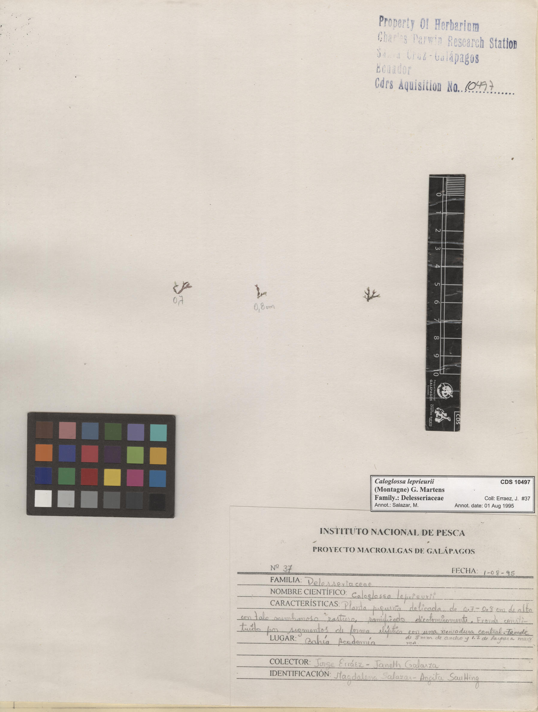  Caloglossa leprieurii , CDS specimen herbarium. Photo: Bravo, L..