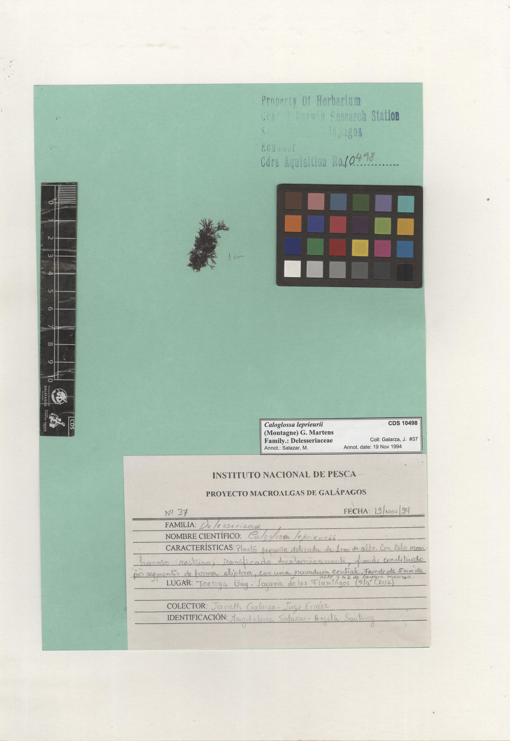  Caloglossa leprieurii , CDS specimen herbarium. Photo: Bravo, L..