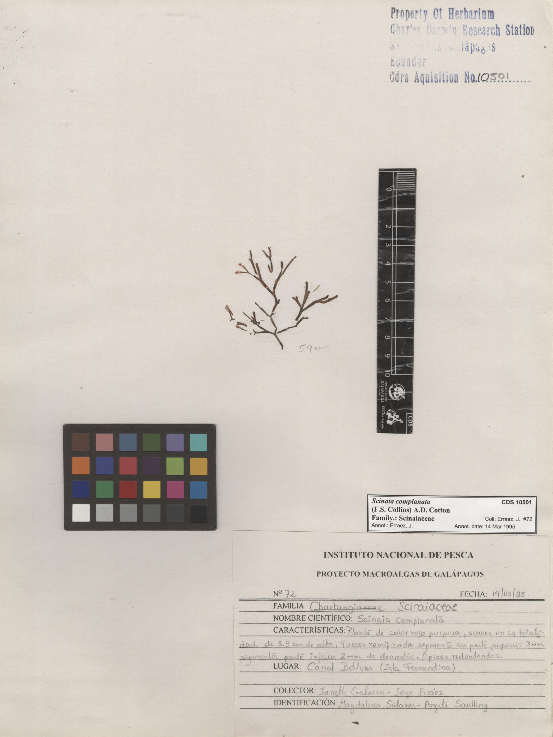  Scinaia complanata , CDS specimen herbarium. Photo: Bravo, L..