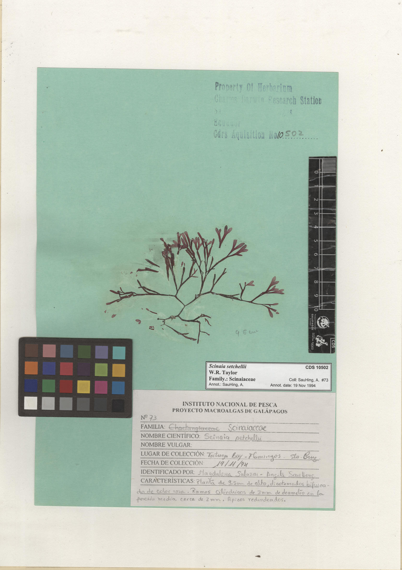  Scinaia setchellii , CDS specimen herbarium. Photo: Bravo, L..