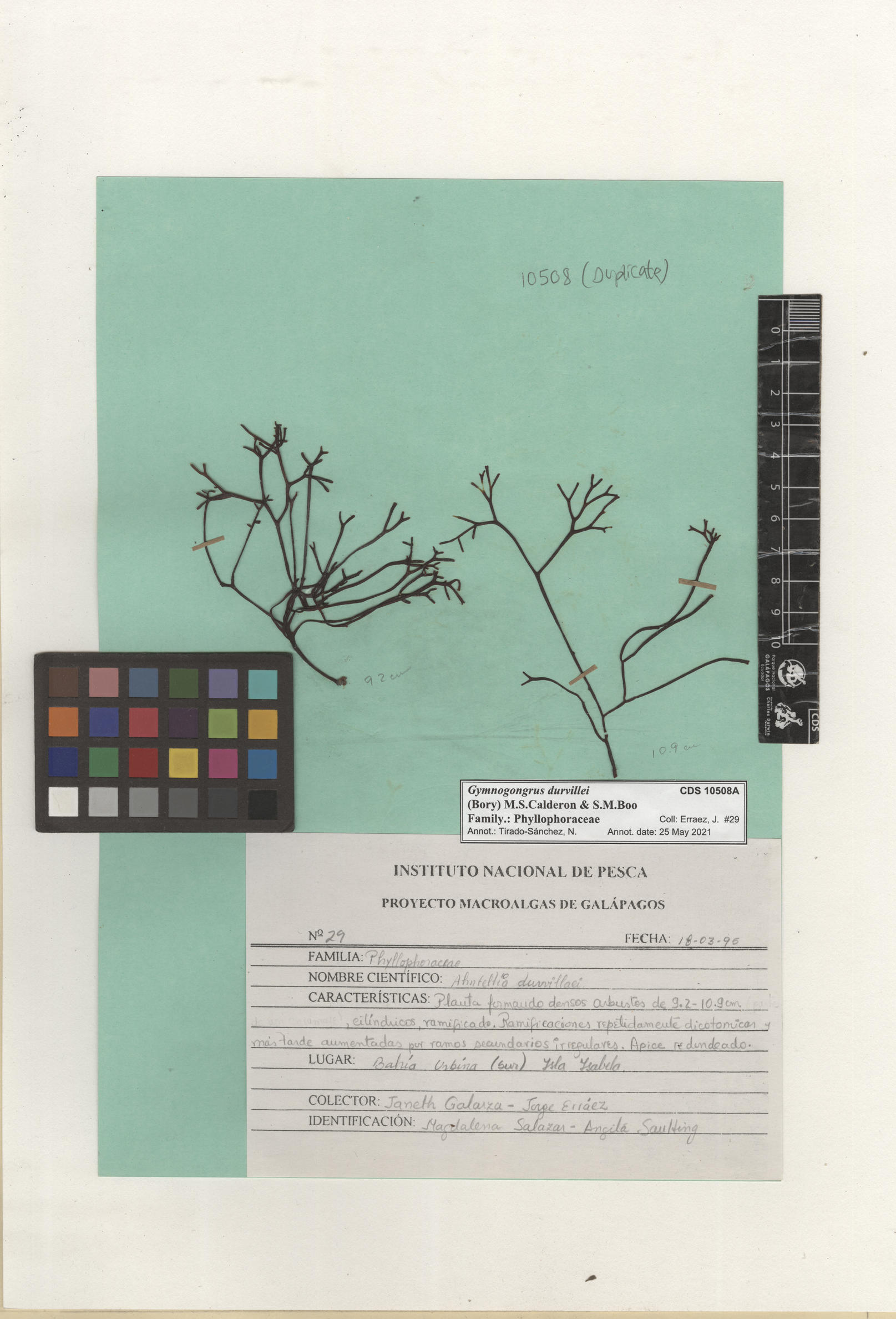 Gymnogongrus durvillei , CDS especimen de herbario. Foto: Bravo, L..