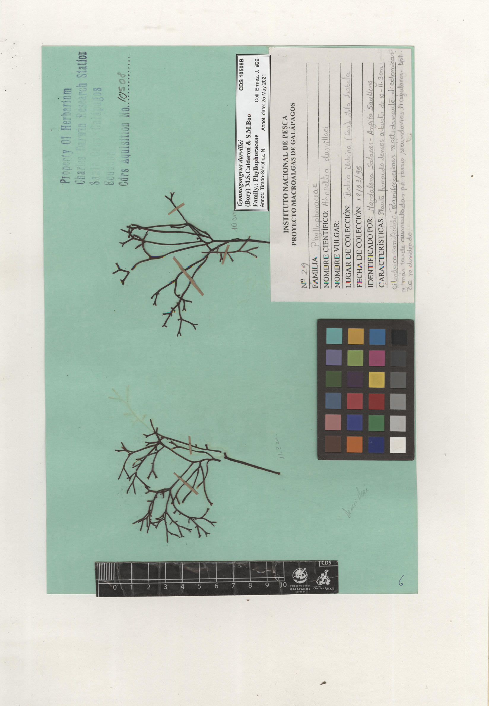 Gymnogongrus durvillei , CDS especimen de herbario. Foto: Bravo, L..
