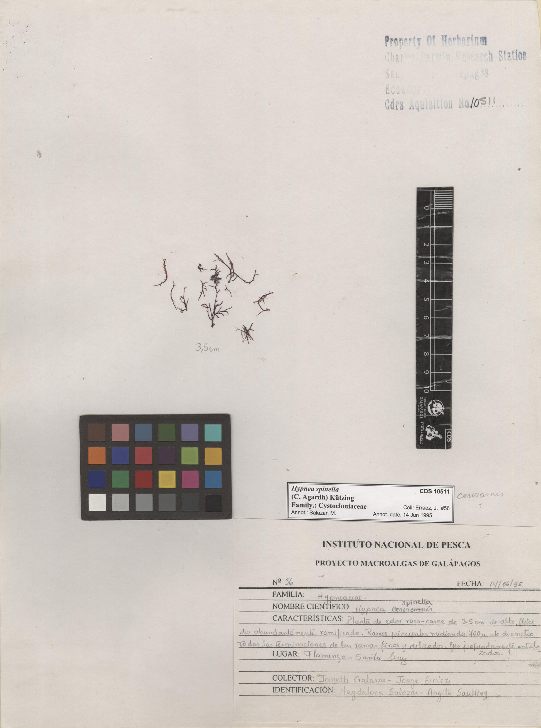  Hypnea spinella , CDS especimen de herbario. Foto: Bravo, L..