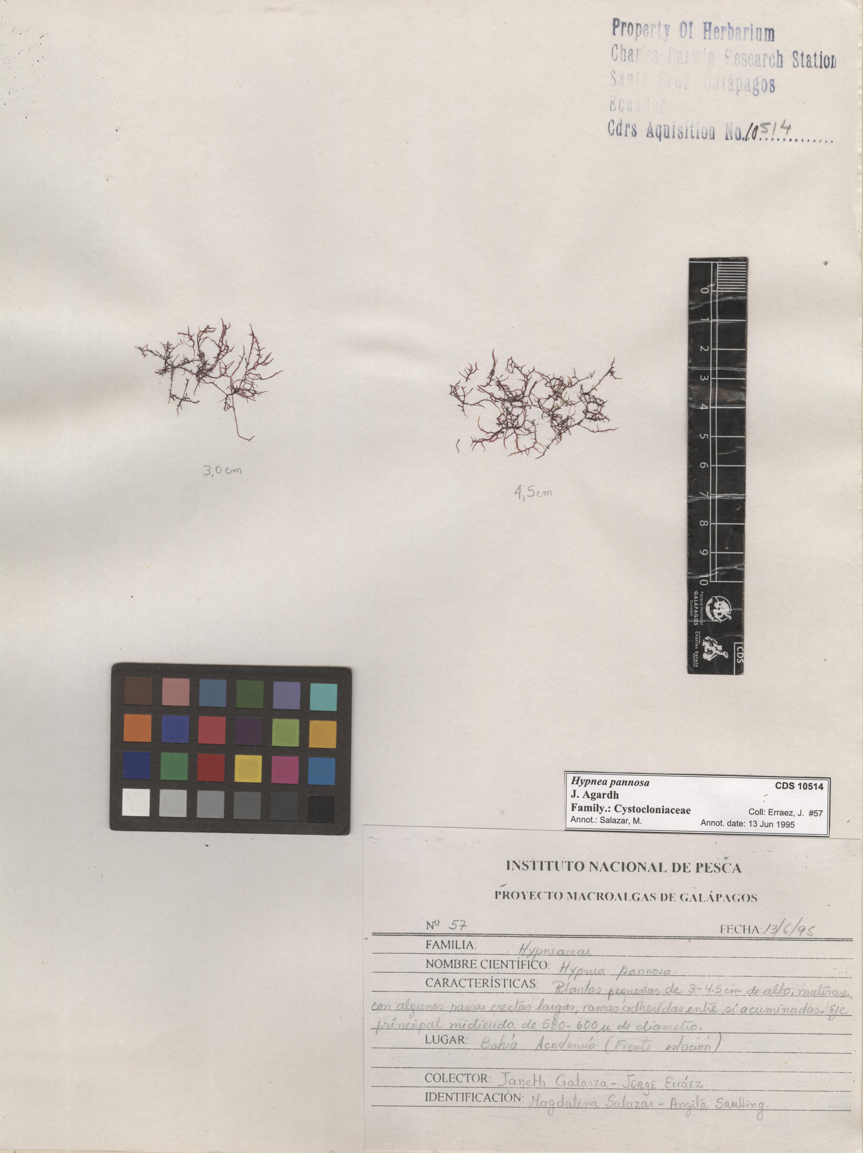  Hypnea pannosa , CDS specimen herbarium. Photo: Bravo, L..