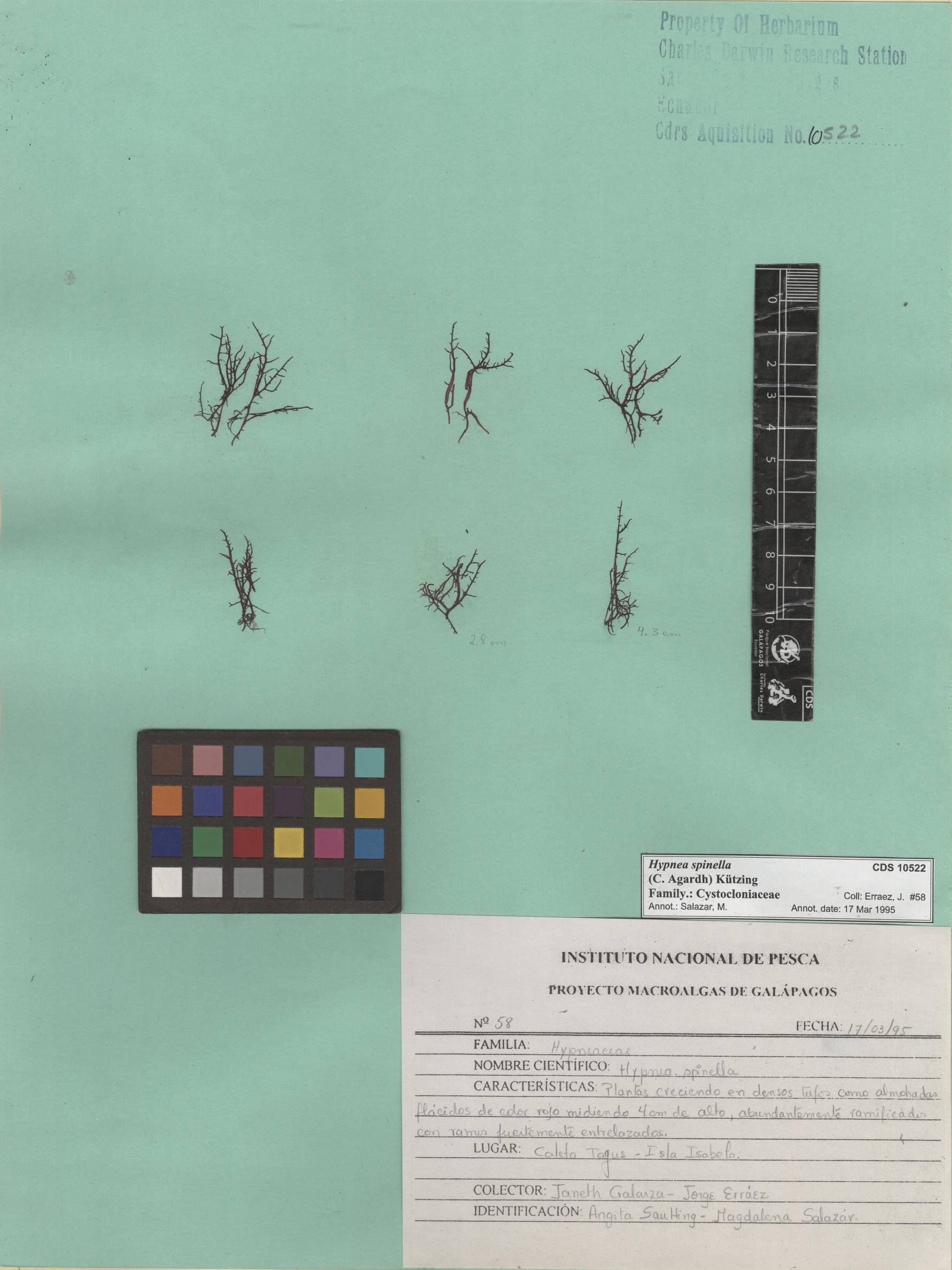  Hypnea spinella , CDS especimen de herbario. Foto: Bravo, L..