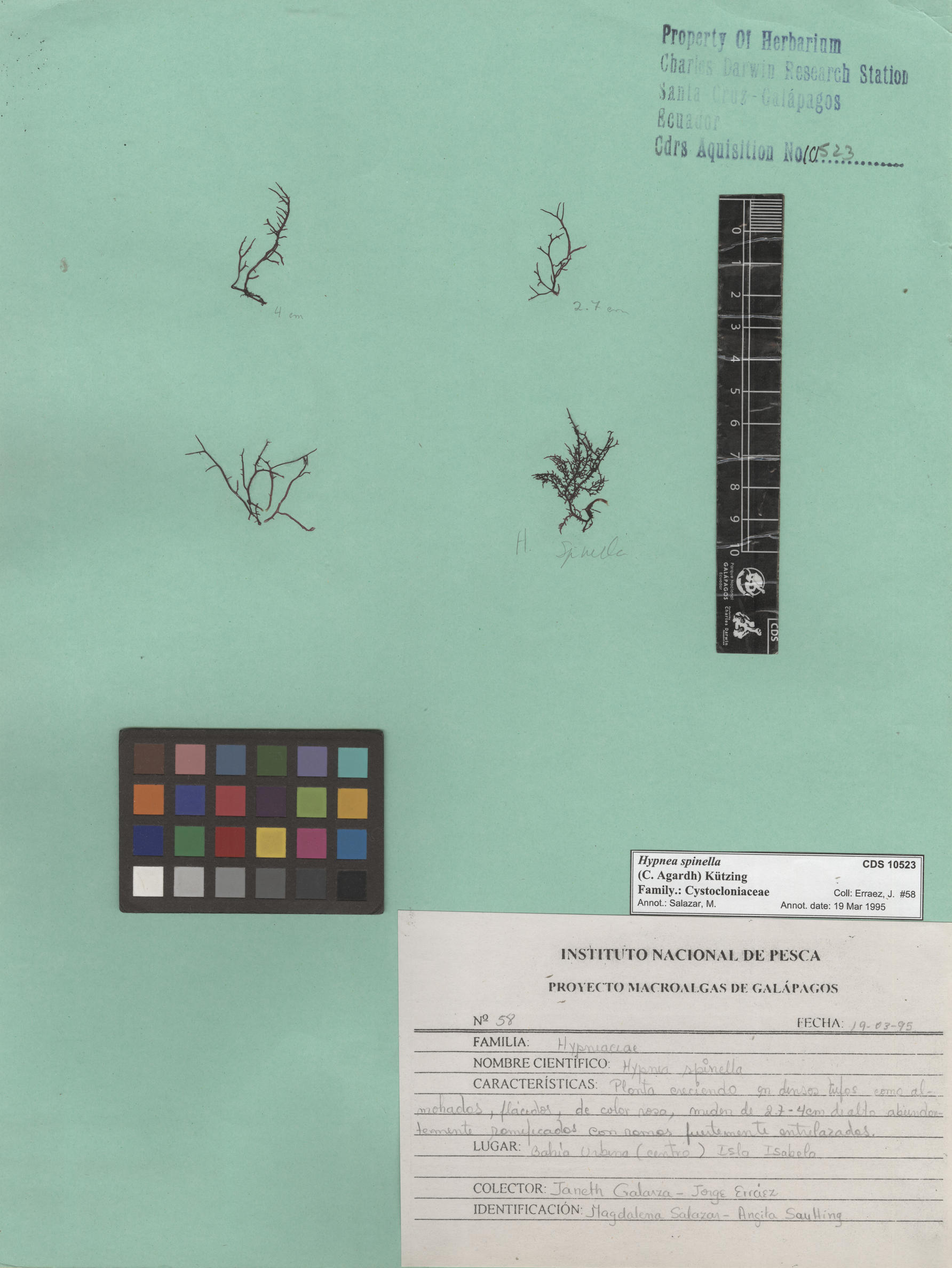  Hypnea spinella , CDS especimen de herbario. Foto: Bravo, L..